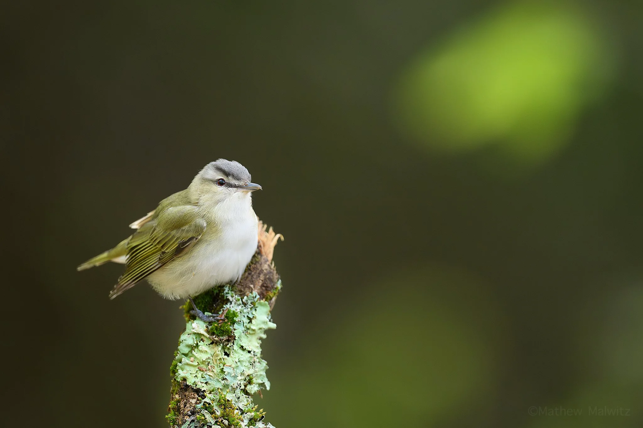 DSC_8923-Enhanced-NR-Edit copy.jpg