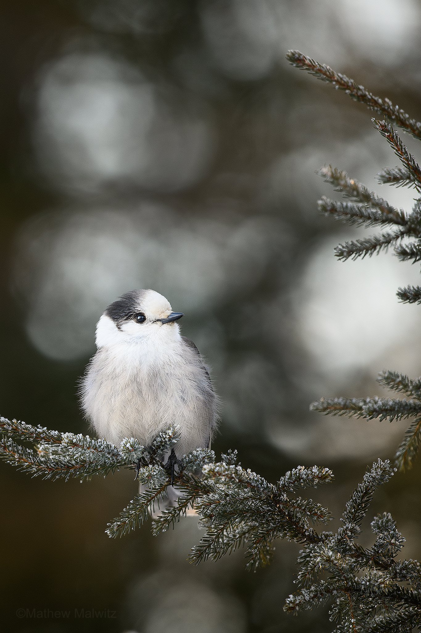 DSC_6702-Enhanced-NR-Edit copy.jpg