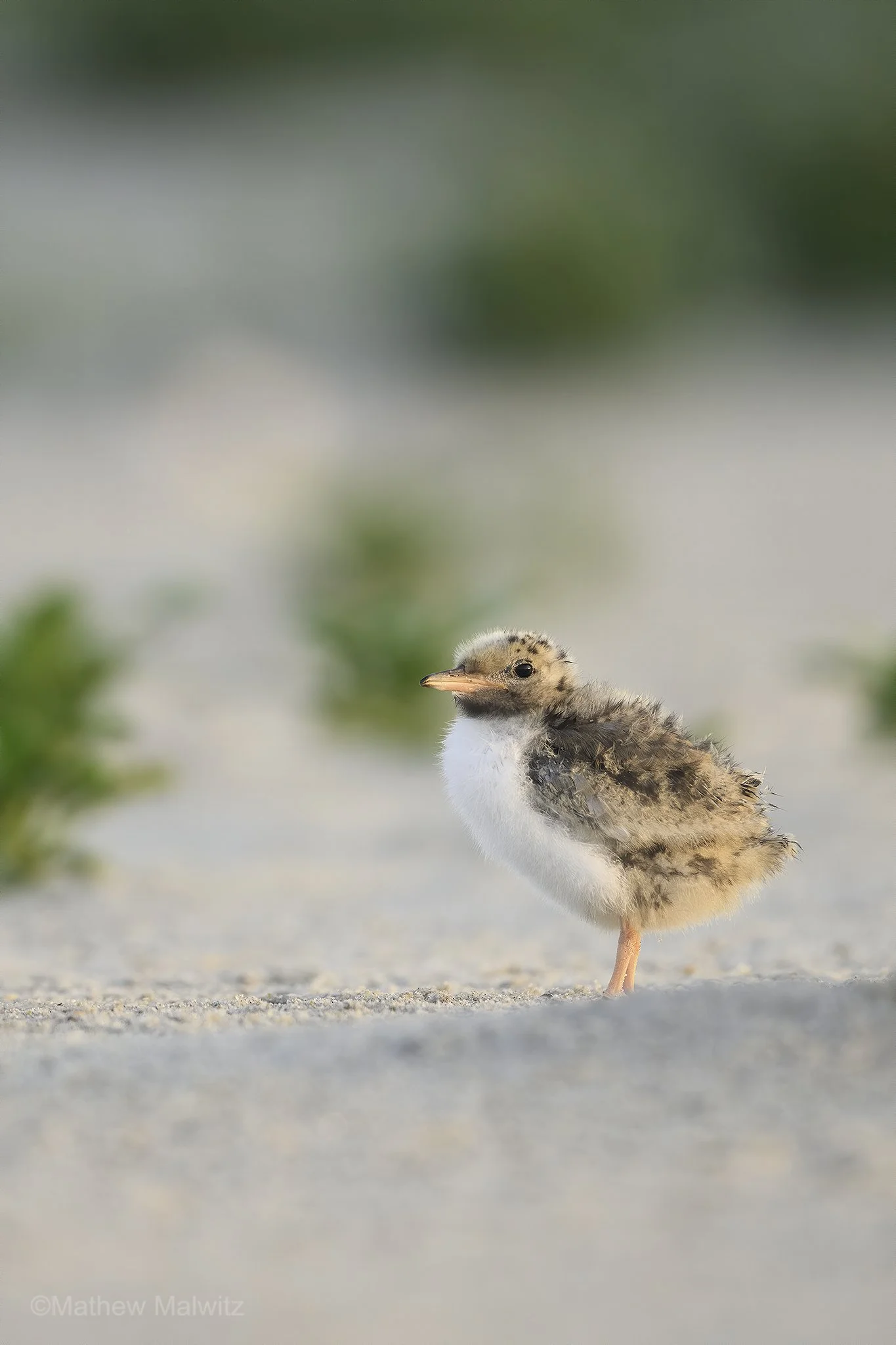 DZ9_1476-Edit copy.jpg