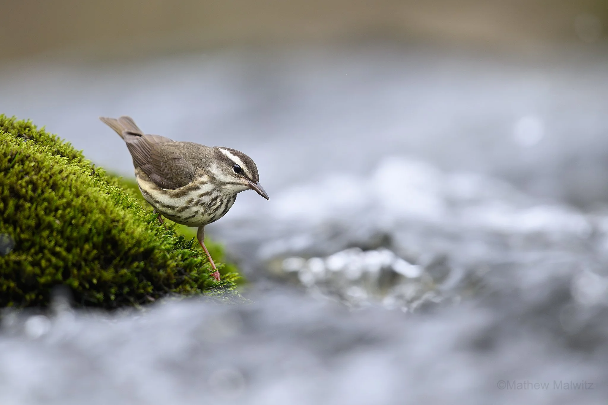 DSC_8207-Enhanced-NR-2-Edit copy.jpg