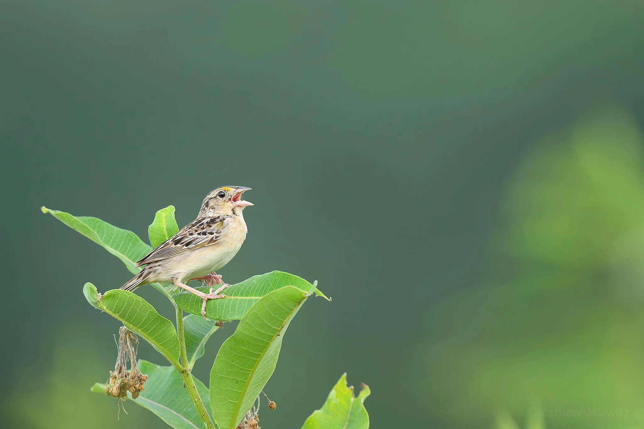 DSC_8604-Edit copy.jpg