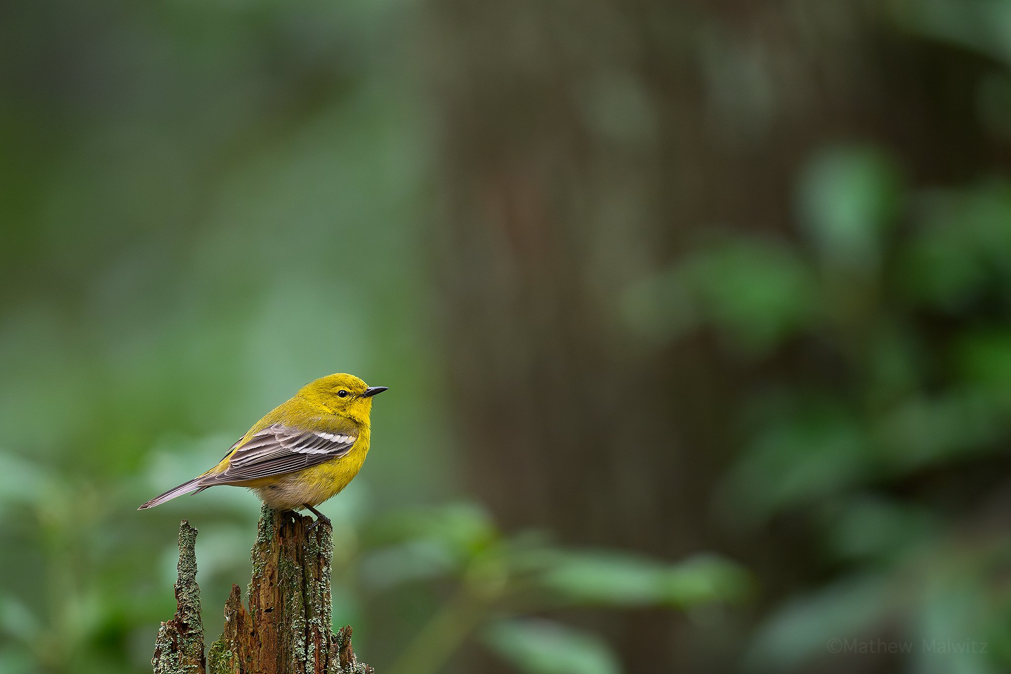 DSC_4669-Enhanced-NR-Edit copy.jpg