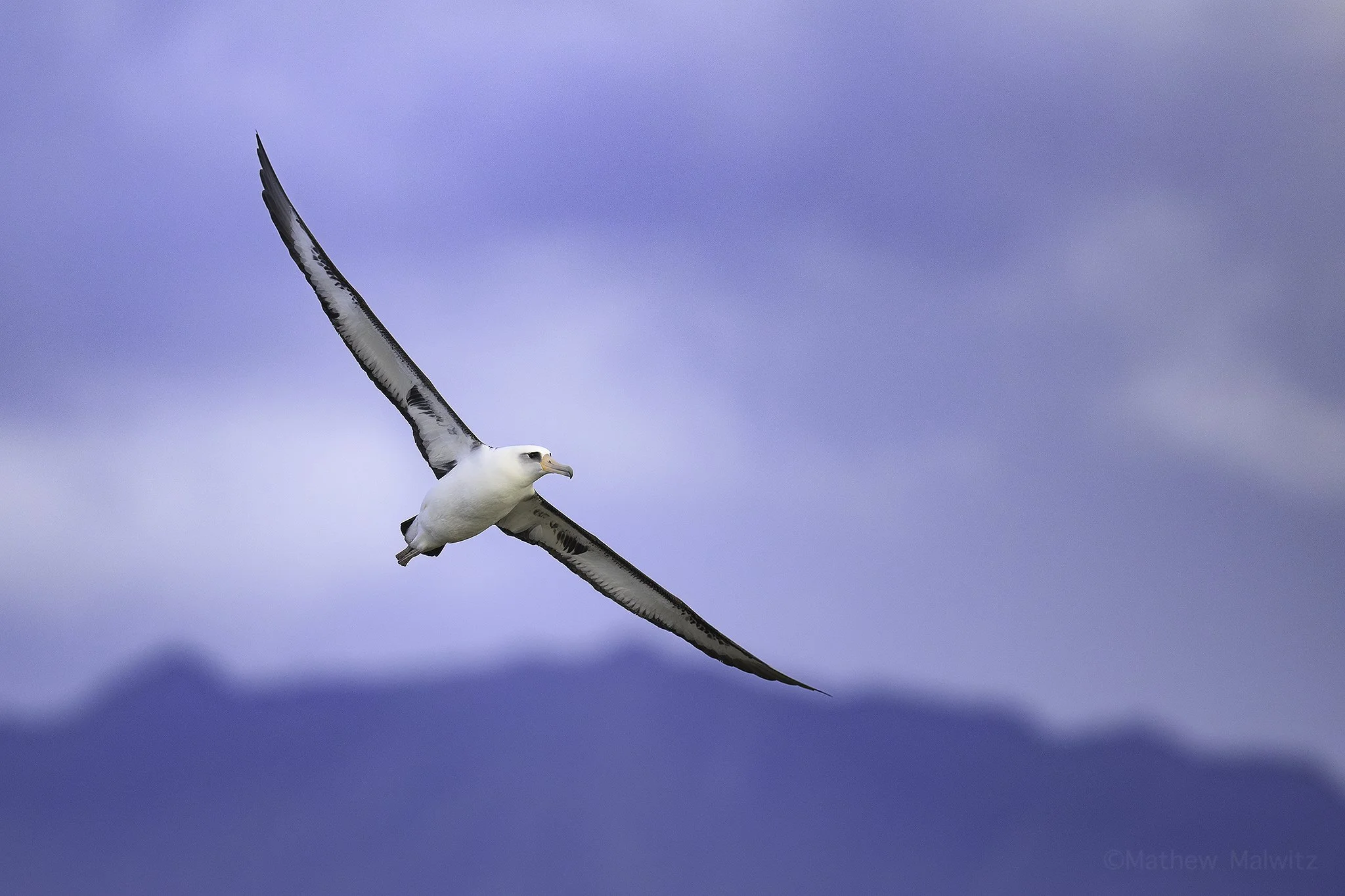 DSC_7096-Enhanced-NR-Edit copy.jpg