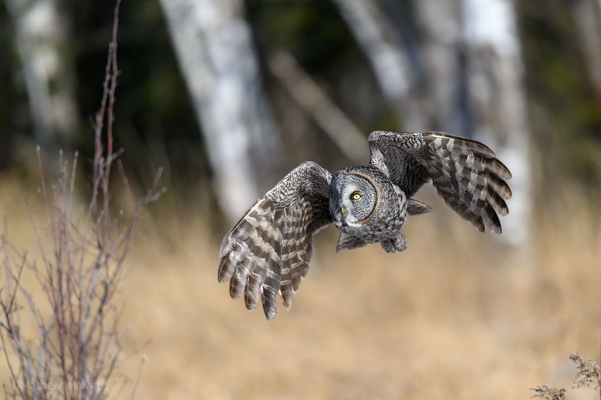 DSC_6576-Enhanced-NR-Edit copy.jpg