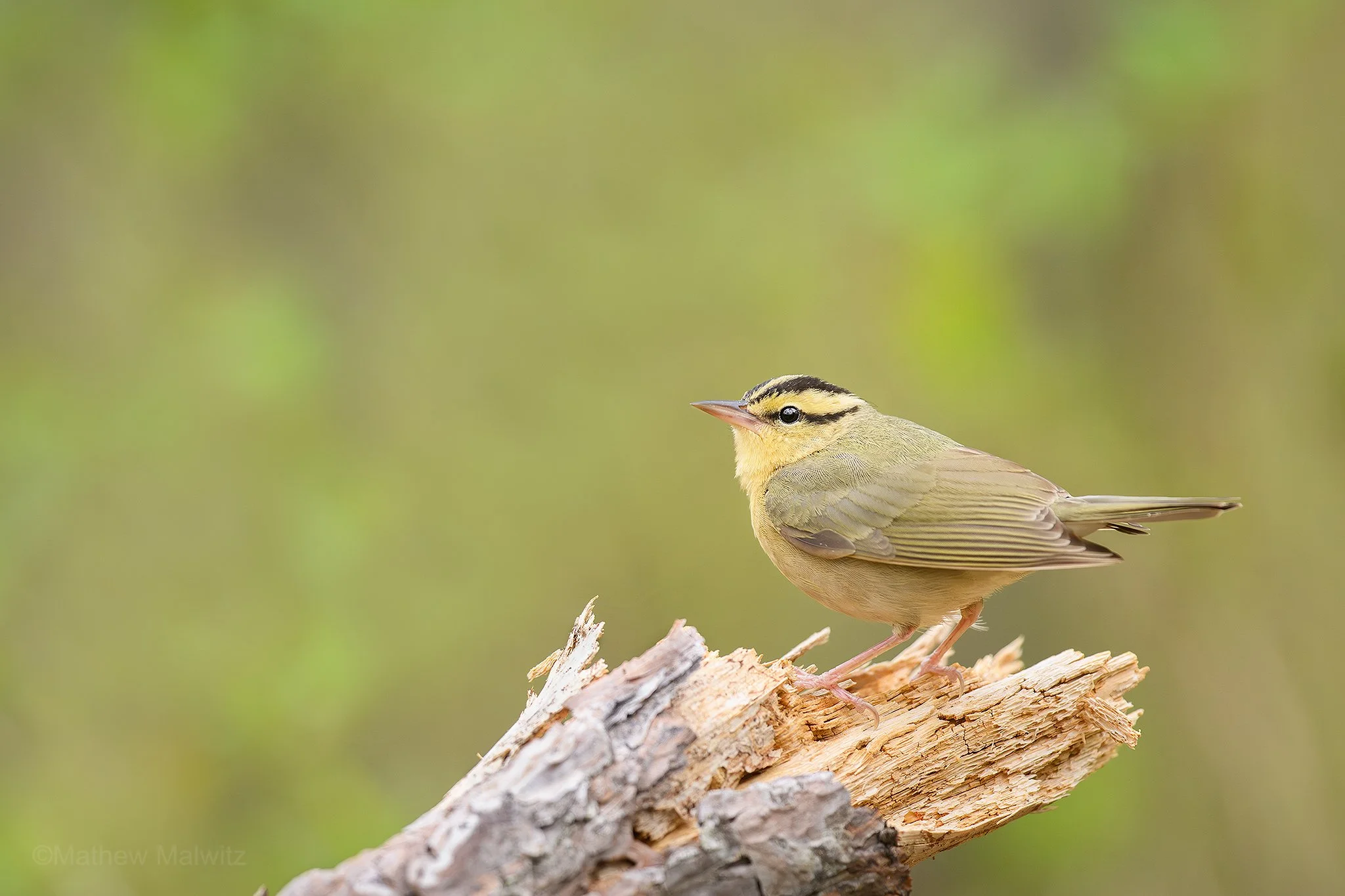 DSC_0505-Enhanced-NR-Edit copy.jpg