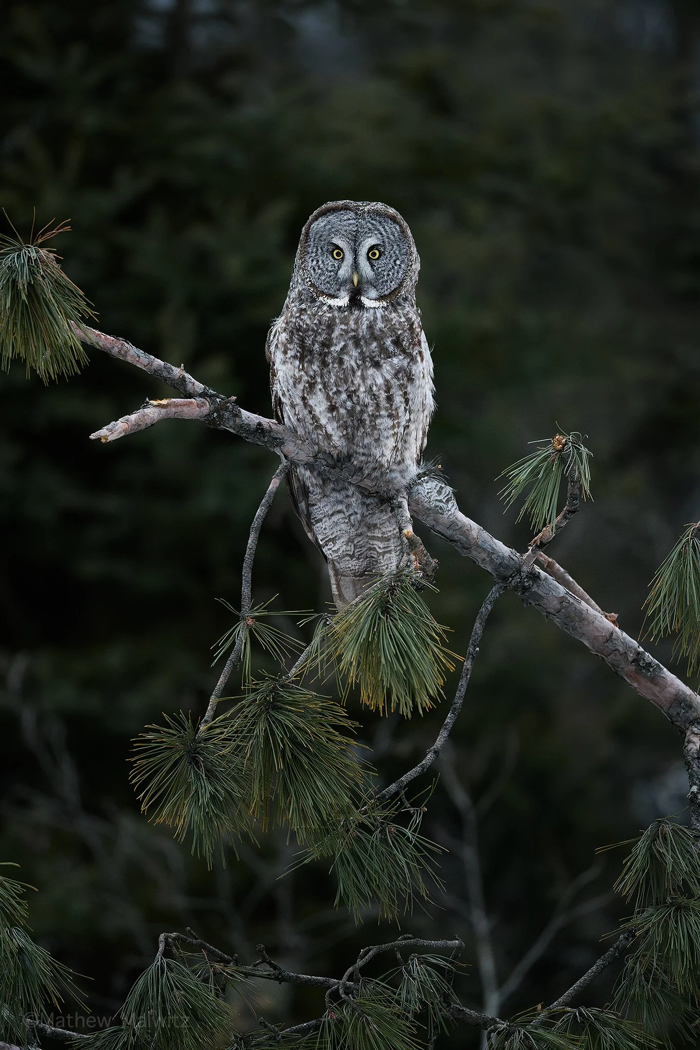 DSC_9135-Enhanced-NR-Edit copy.jpg