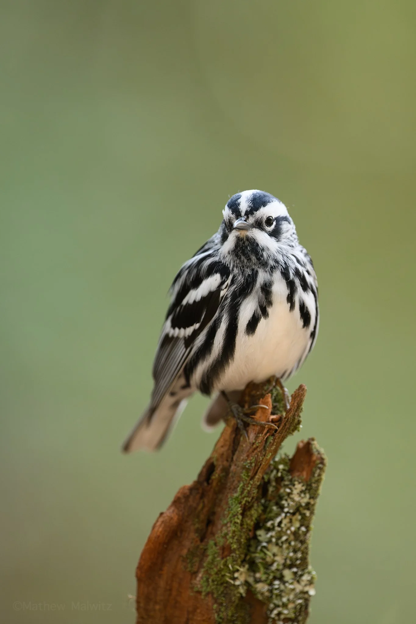 DSC_0929-Enhanced-NR-Edit copy.jpg