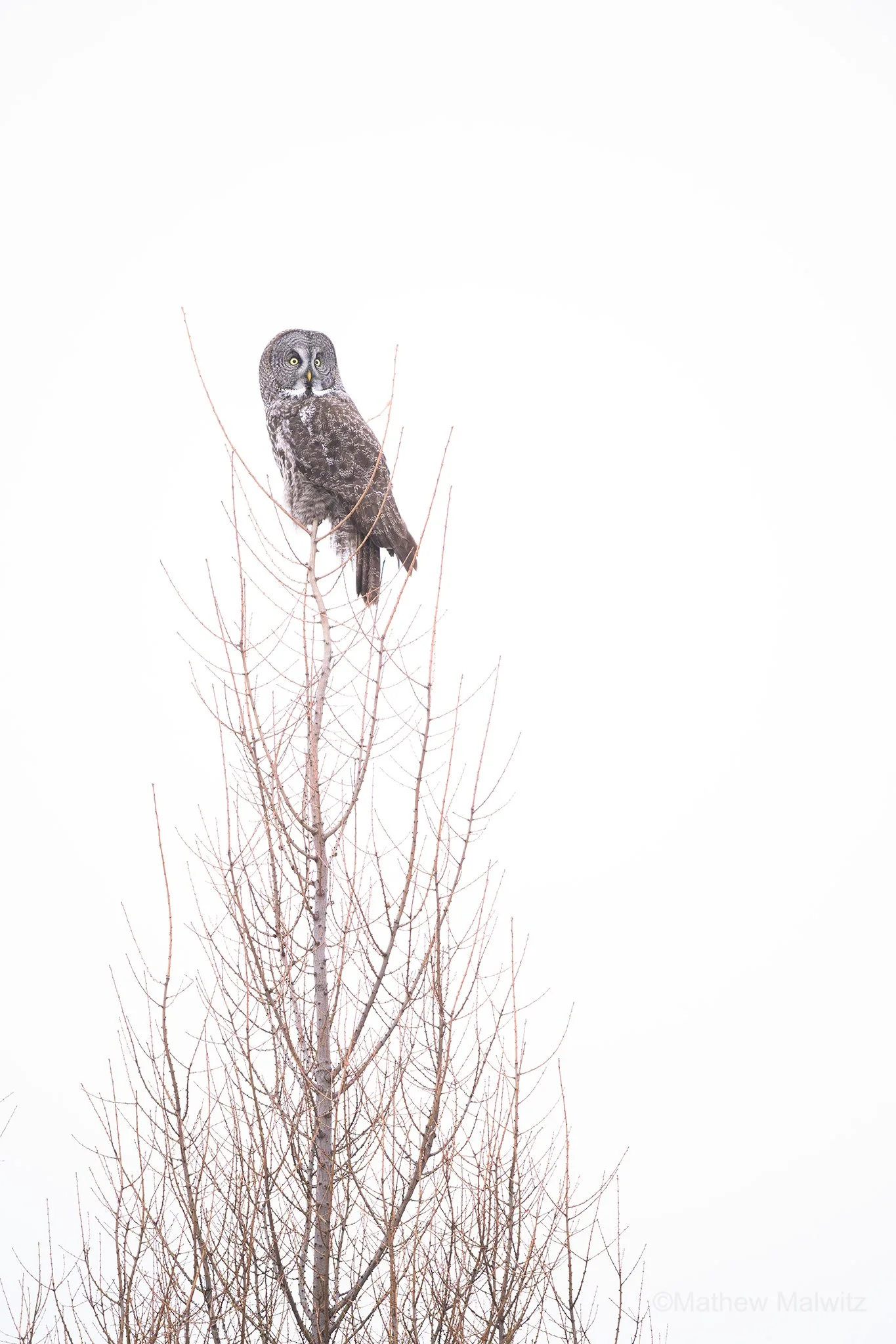 DSC_1356-Enhanced-NR-Edit-Edit copy.jpg