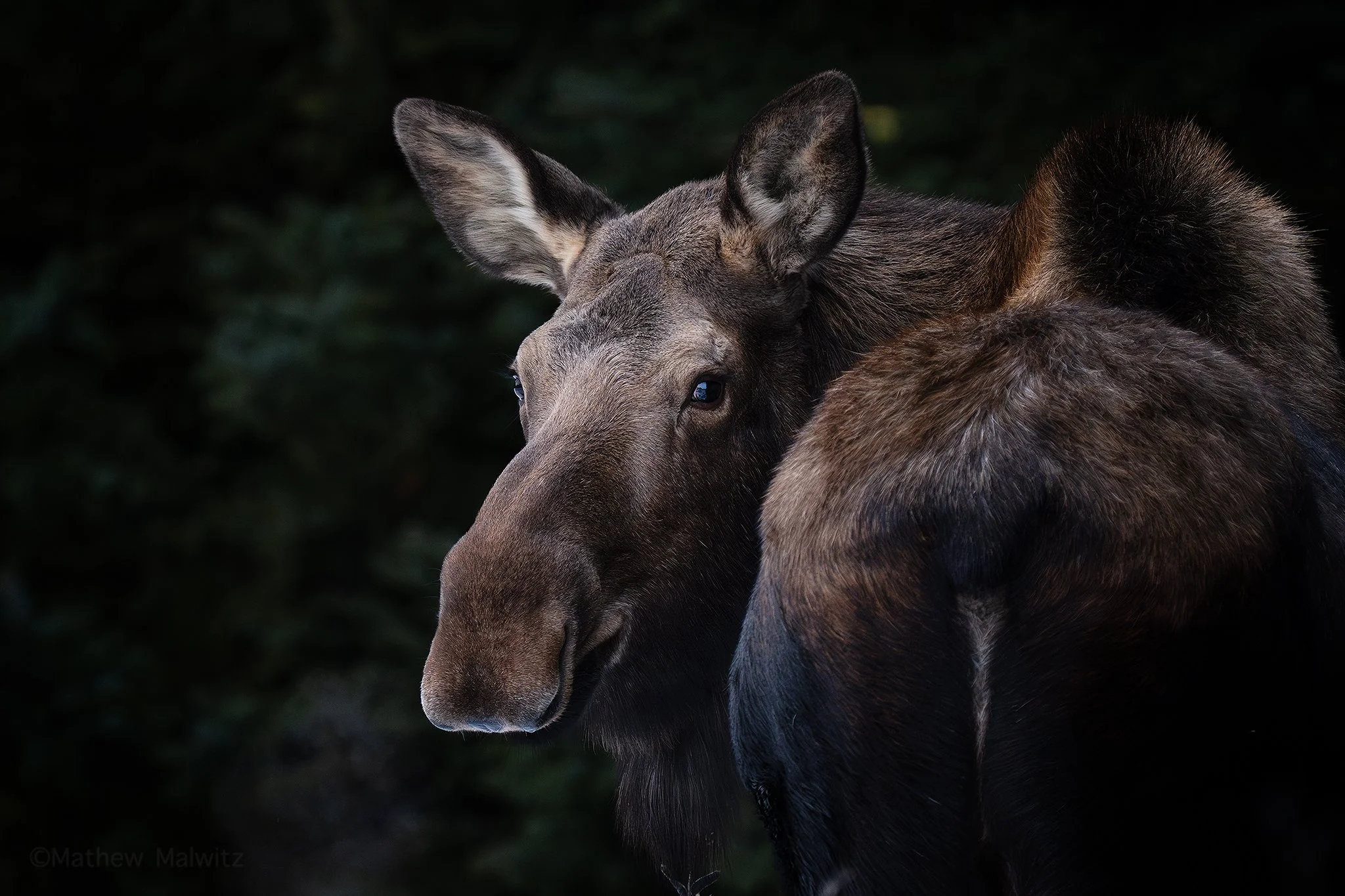 DSC04464-Edit copy.jpg