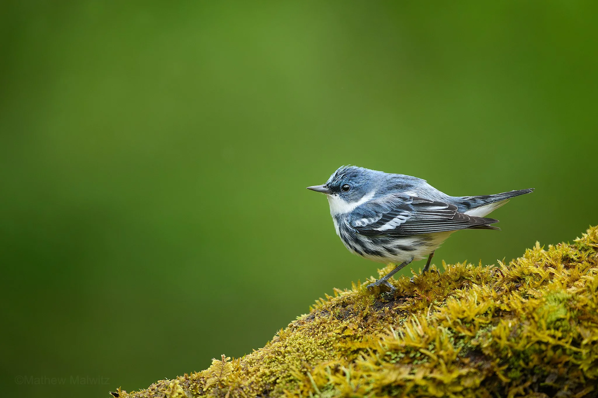 DSC_7408-Enhanced-NR-Edit copy.jpg