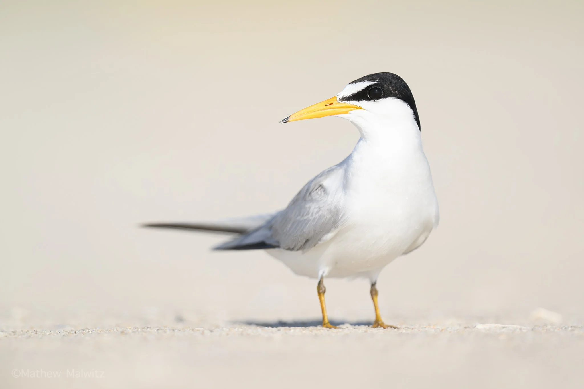 DSC_7629-Edit copy.jpg