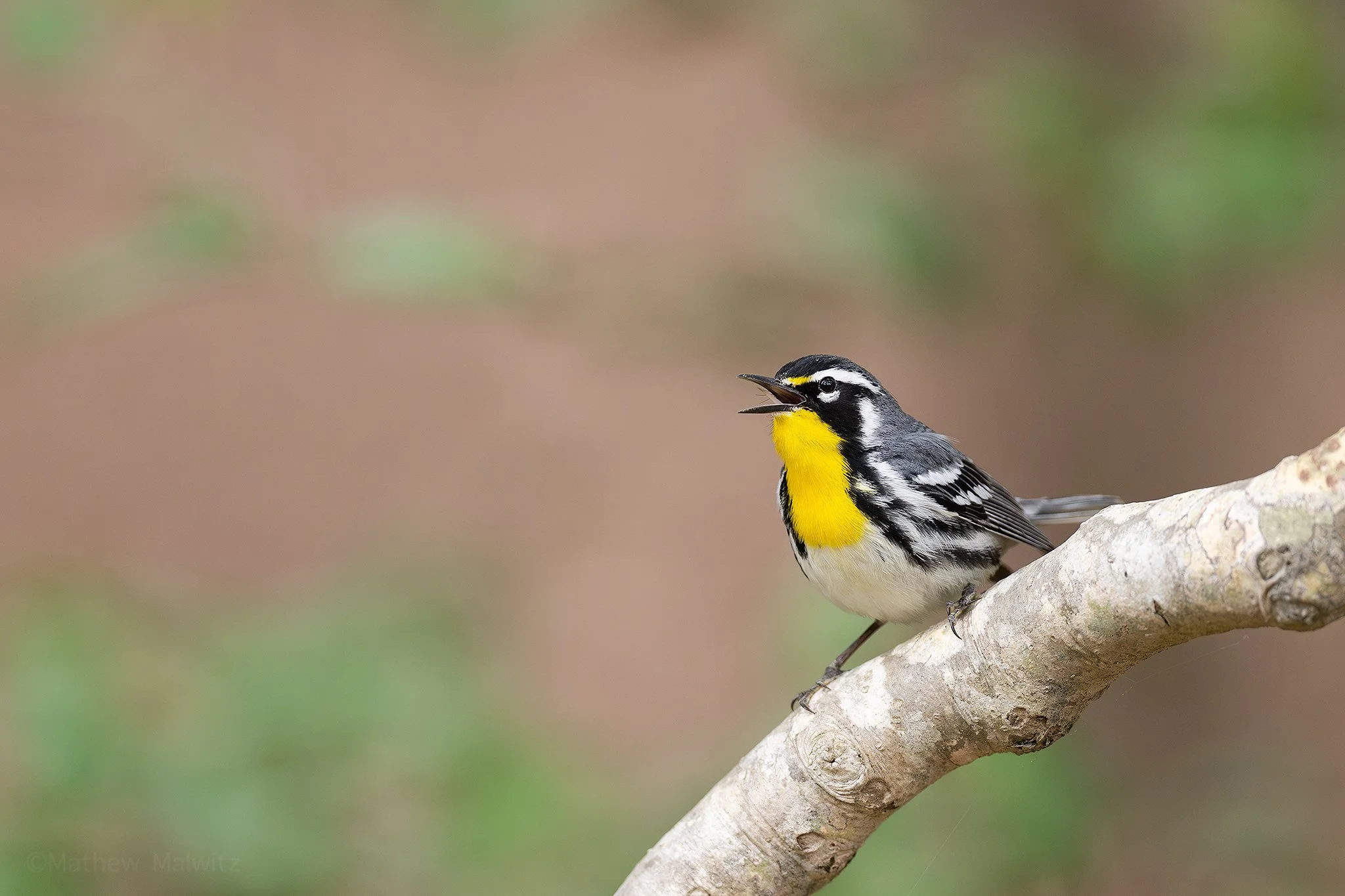 DSC_6591-Enhanced-NR-Edit copy.jpg