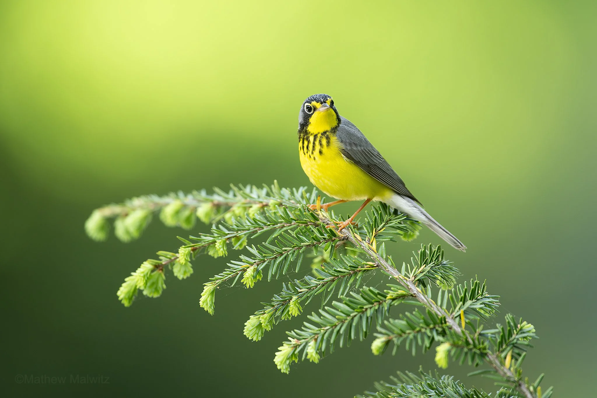 DSC_1341-Enhanced-NR-Edit copy.jpg