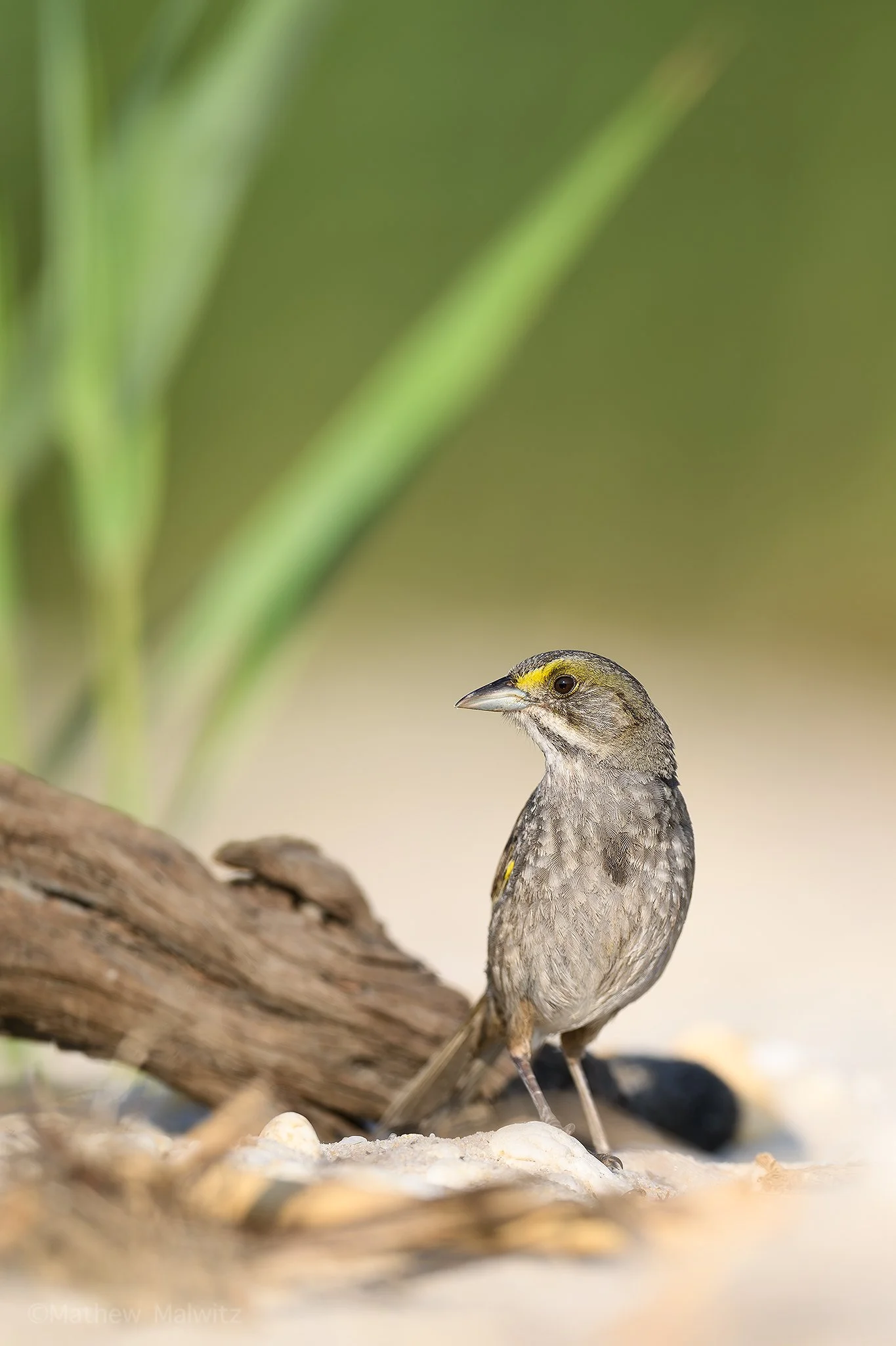 DSC_4004-Enhanced-NR-Edit copy.jpg