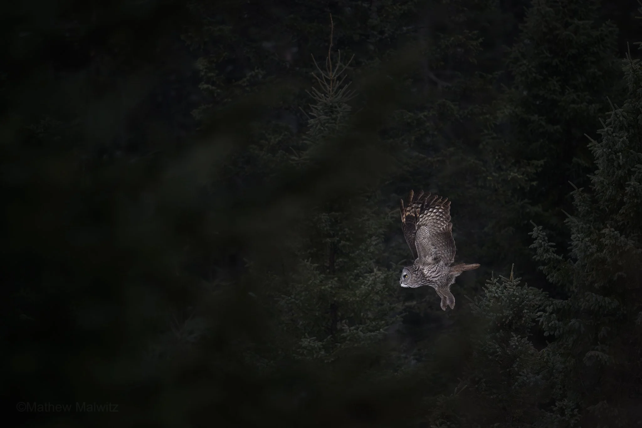 DSC_8958-Enhanced-NR-Edit copy.jpg