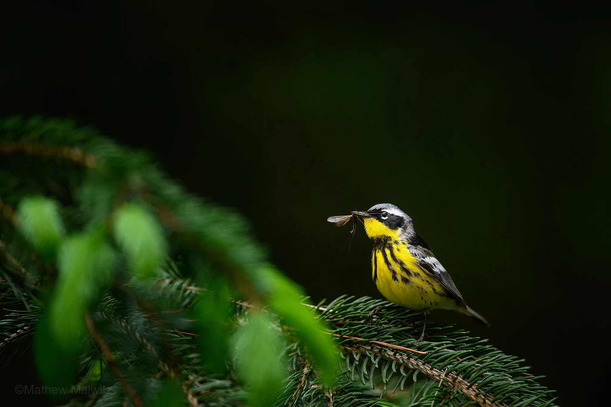 DSC_7135-Enhanced-NR-Edit copy.jpg