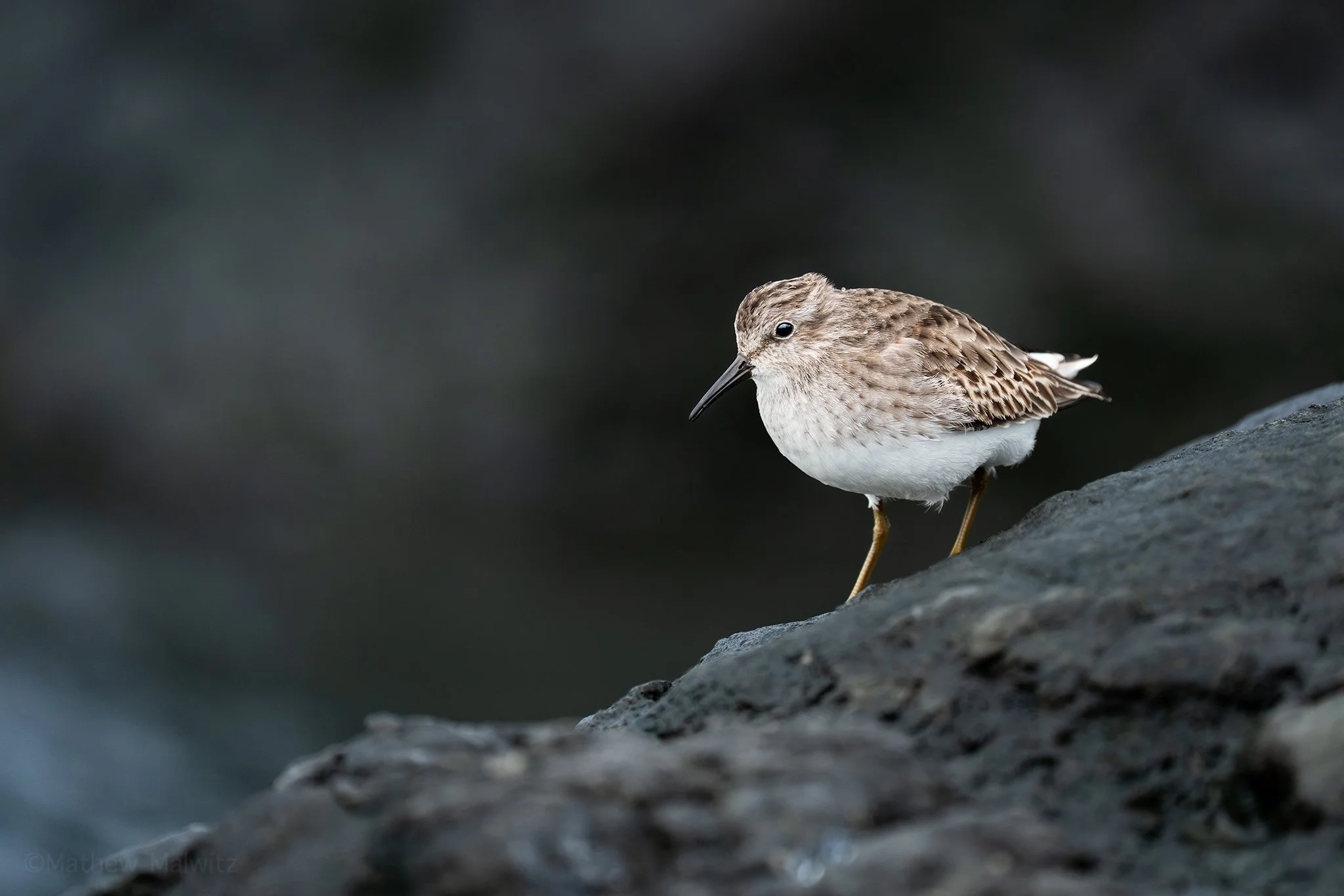 DSC00104-Edit copy.jpg