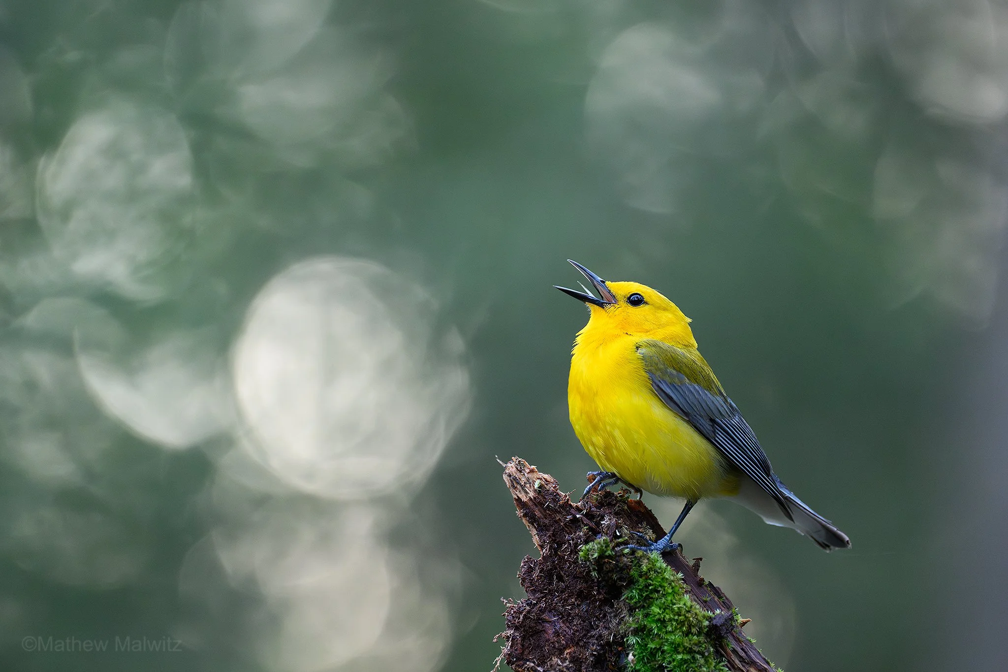 DZ9_2265-Enhanced-NR-Edit copy.jpg