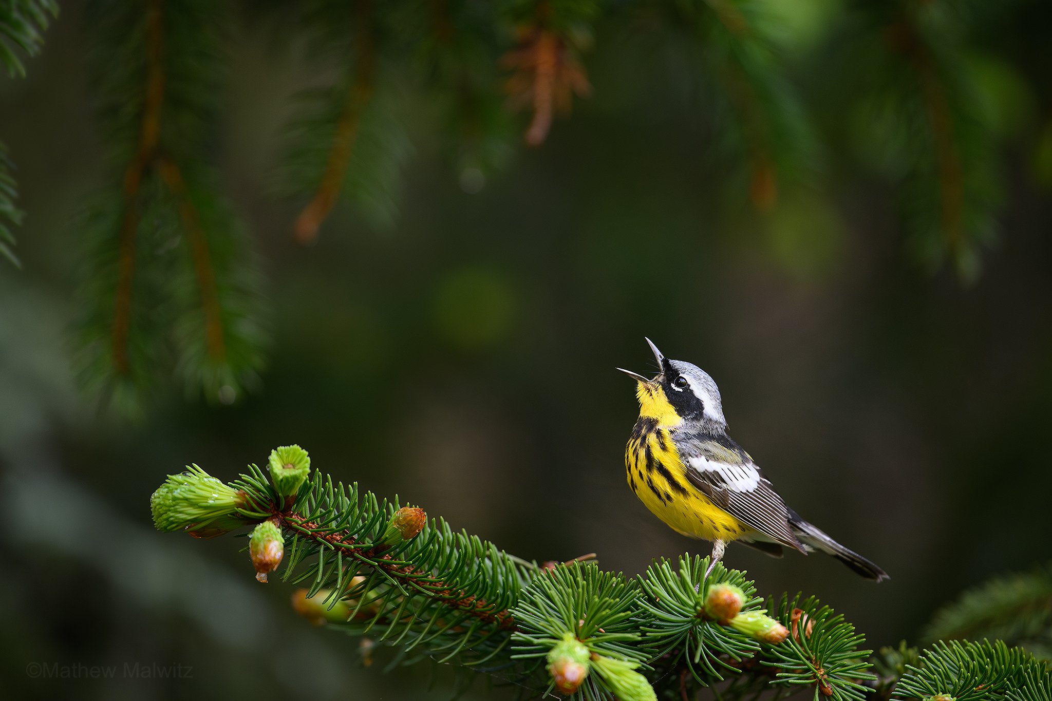 DSC_7565-Enhanced-NR-Edit copy.jpg