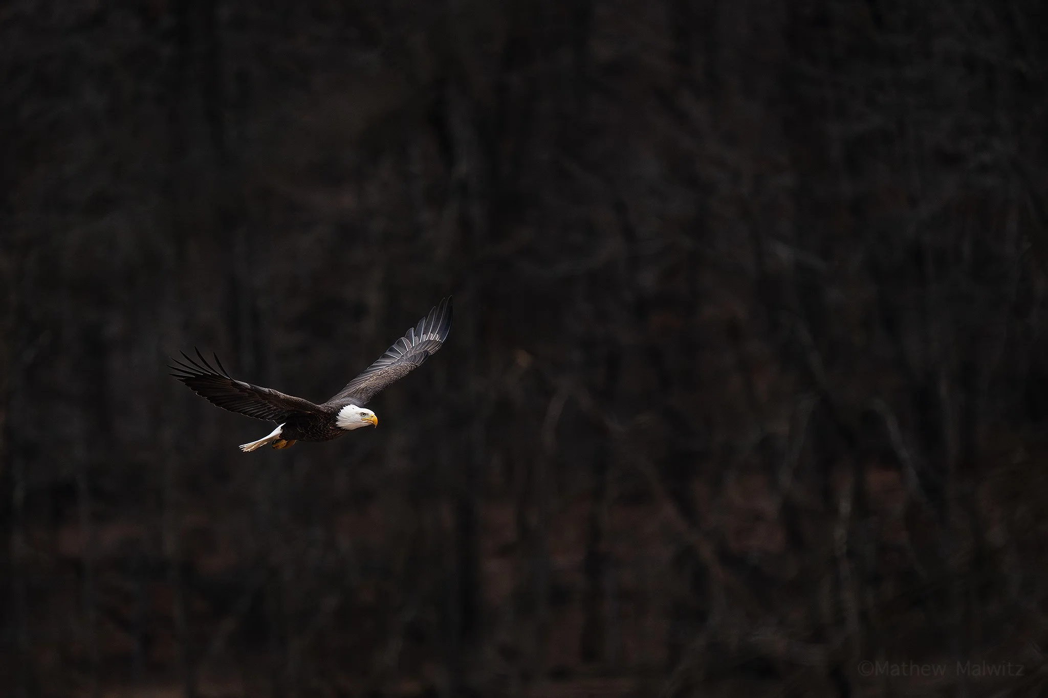 DSC01155-Edit copy.jpg