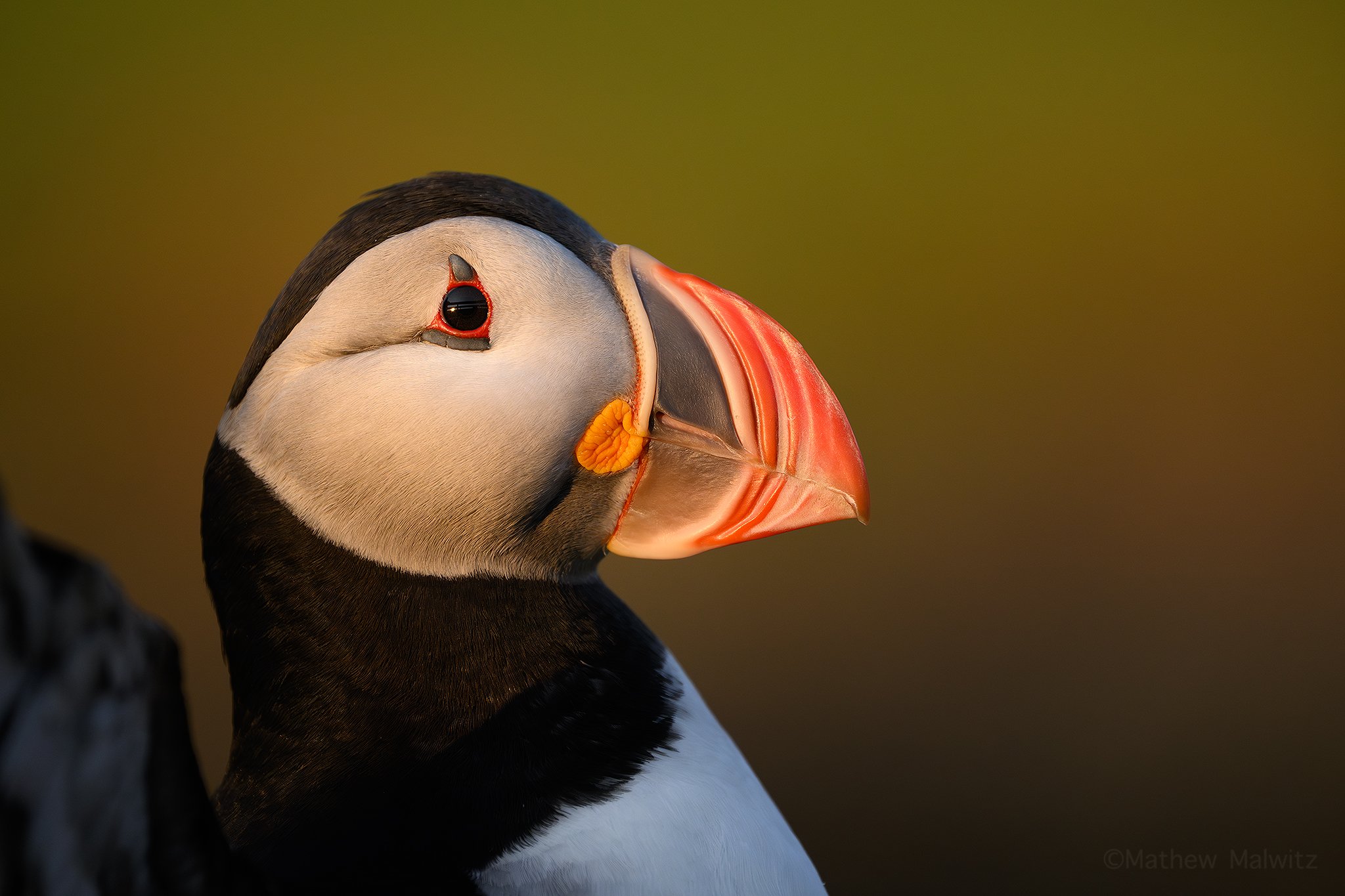 DSC_4033-Enhanced-NR-Edit copy.jpg