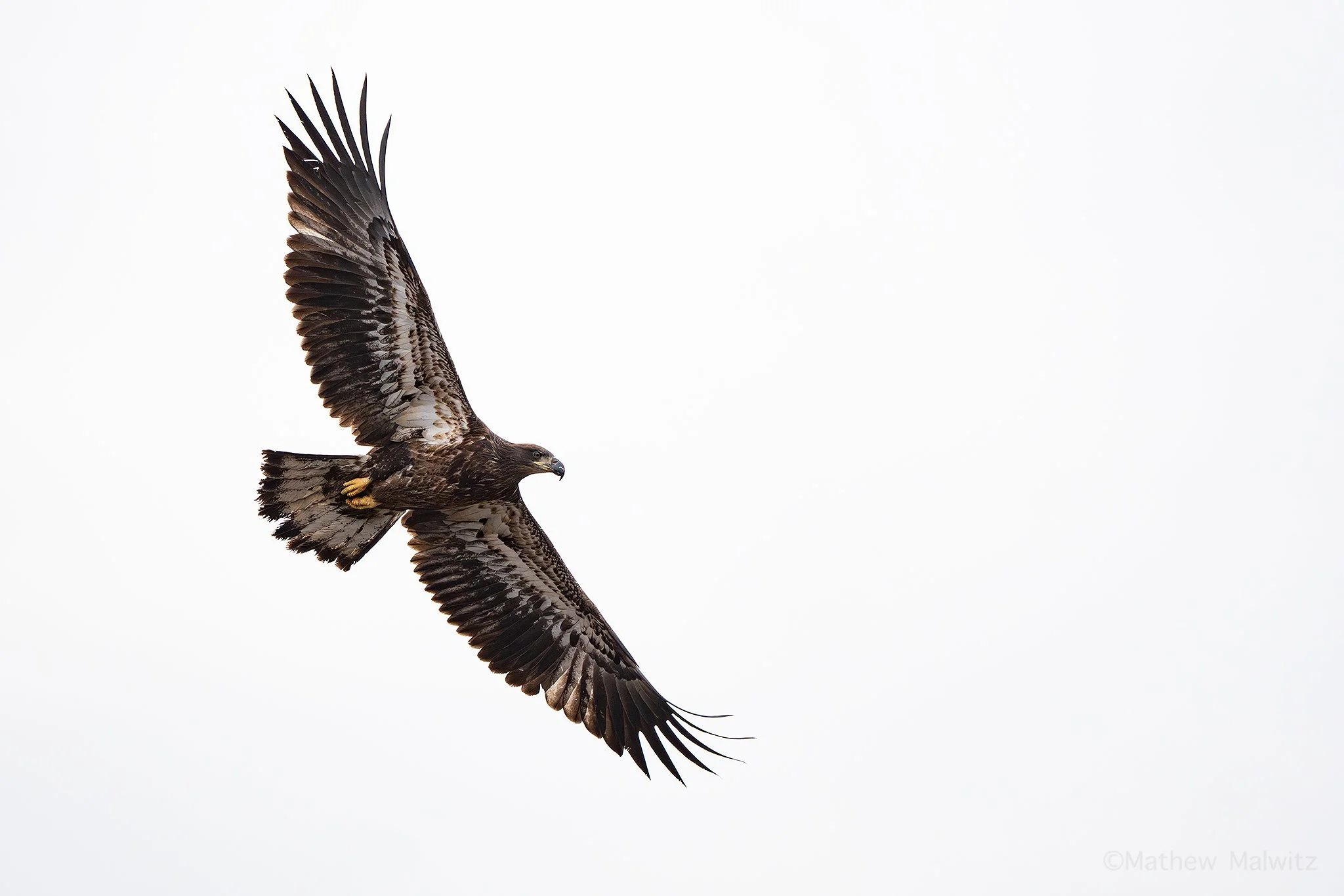 DSC01834-Edit copy.jpg