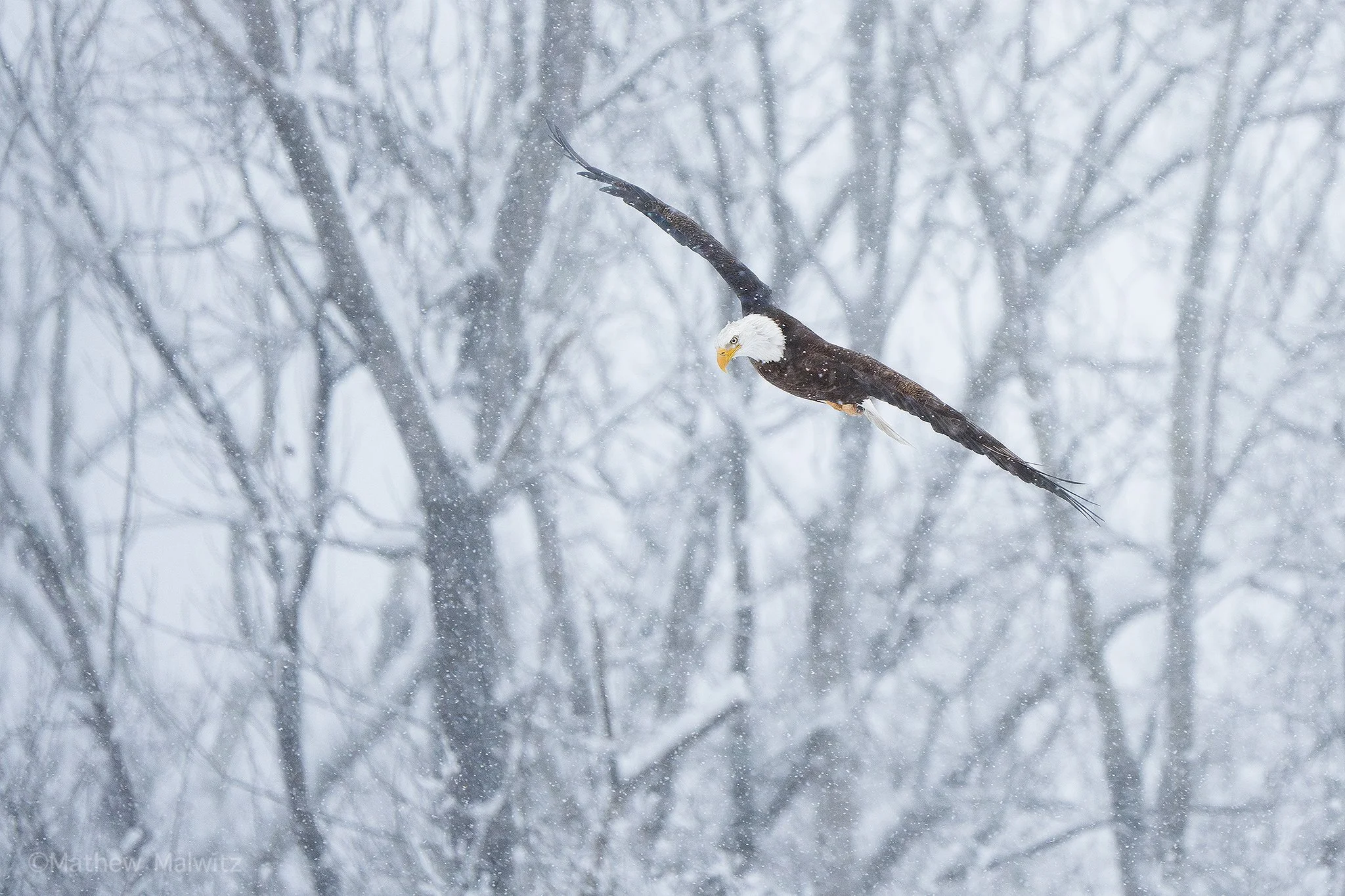 DSC04133-Edit copy.jpg