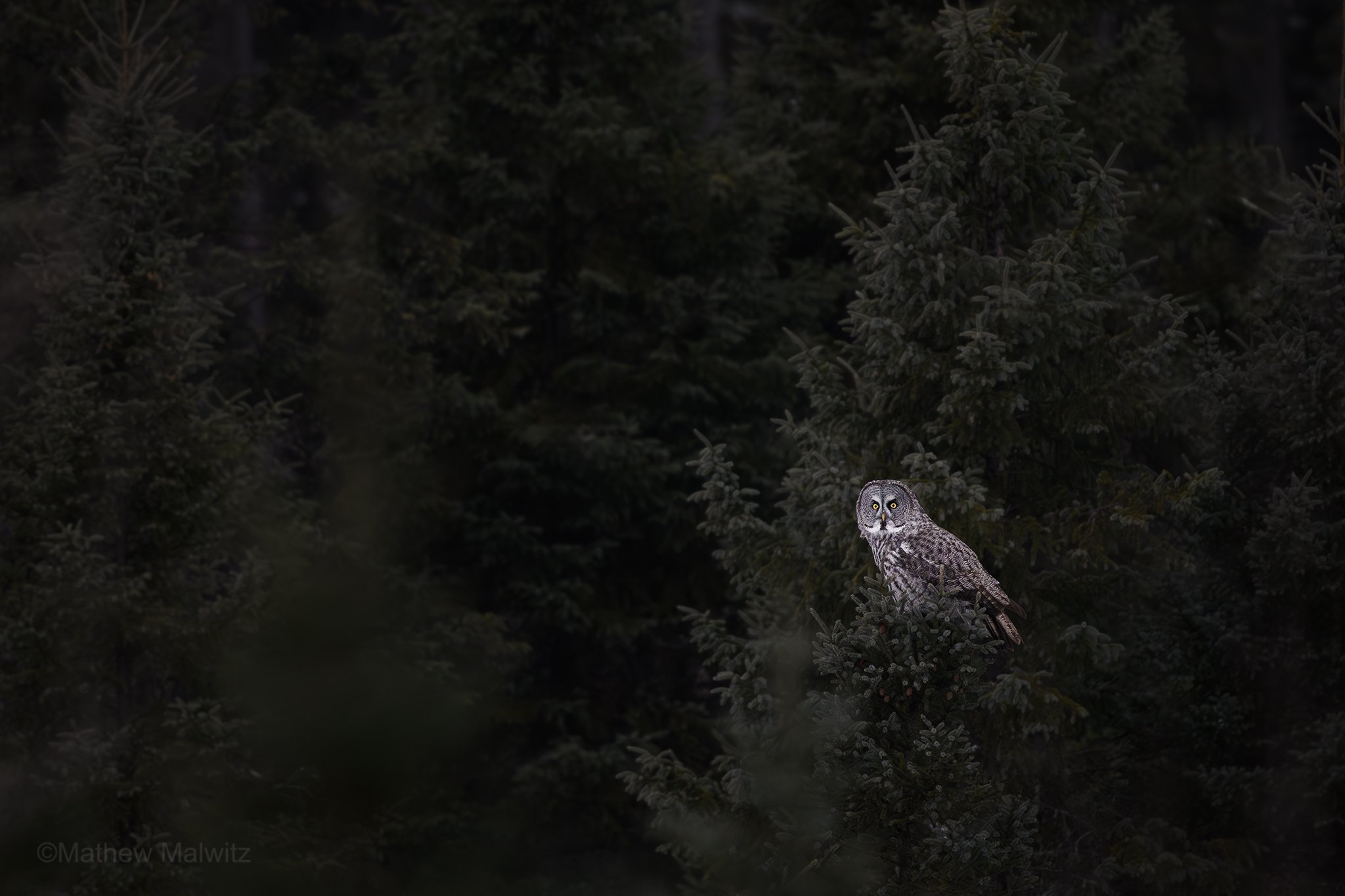 DSC_8832-Enhanced-NR-Edit copy.jpg