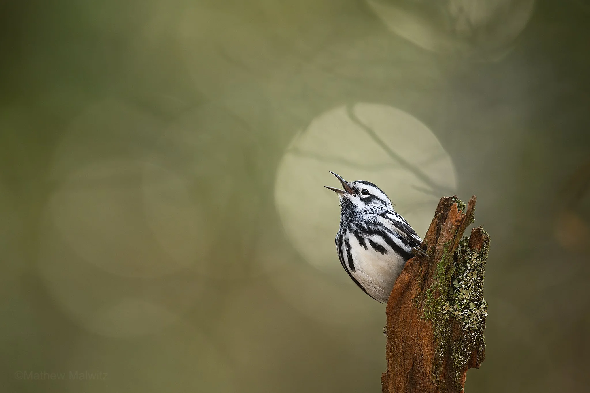 DSC_0481-Enhanced-NR-Edit copy.jpg