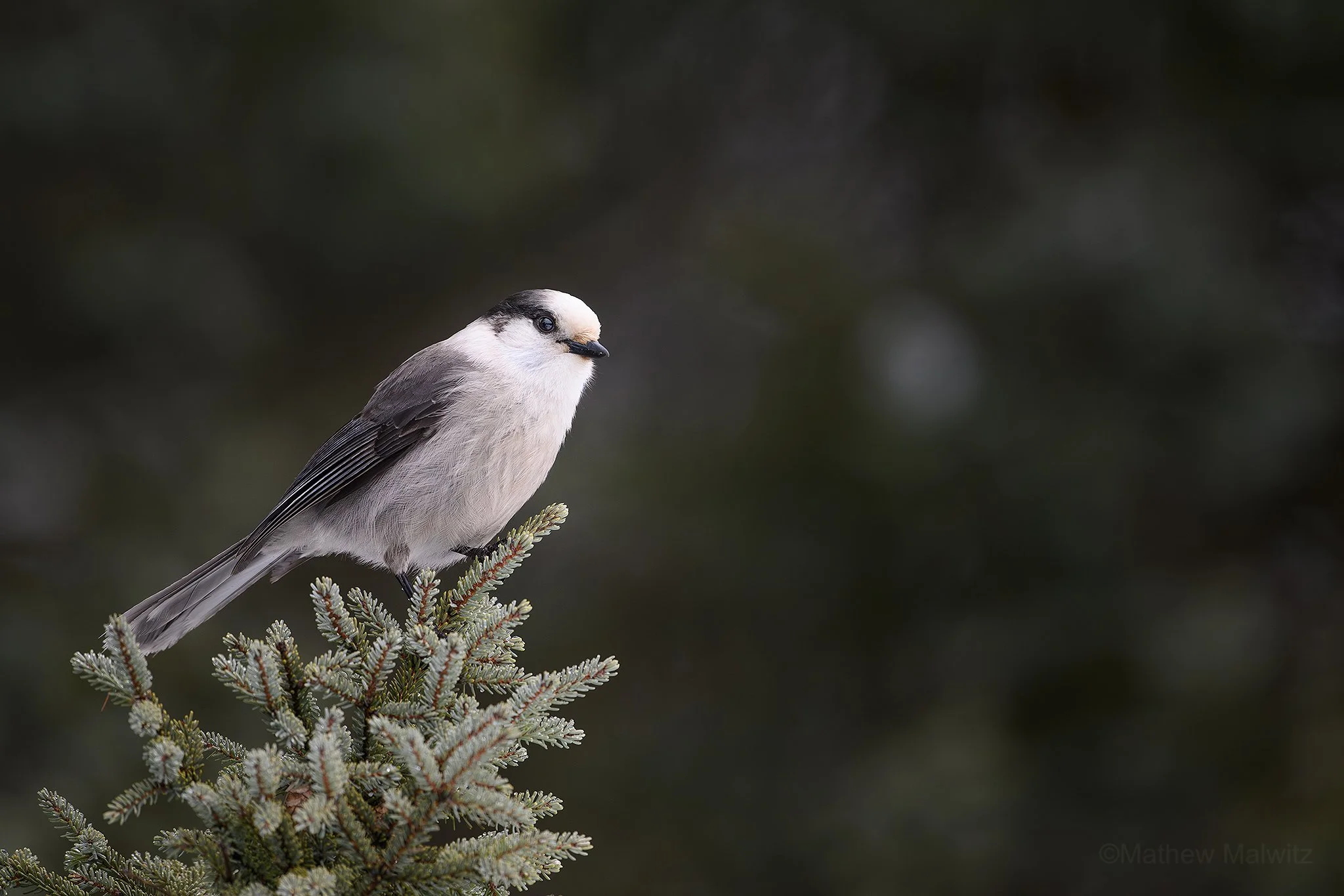 DSC_0517-Enhanced-NR-Edit copy.jpg