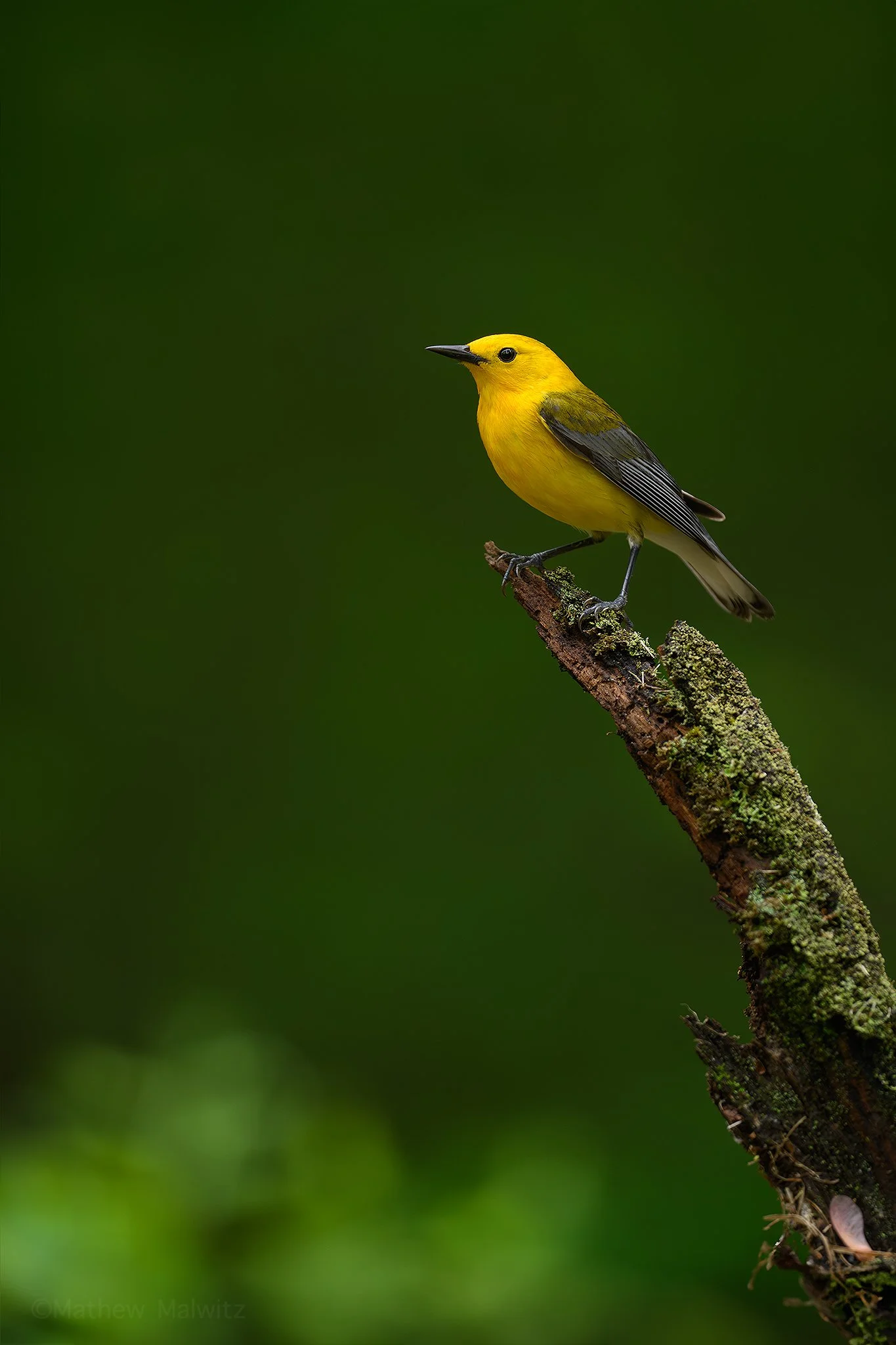 DSC_1729-Enhanced-NR-Edit copy.jpg