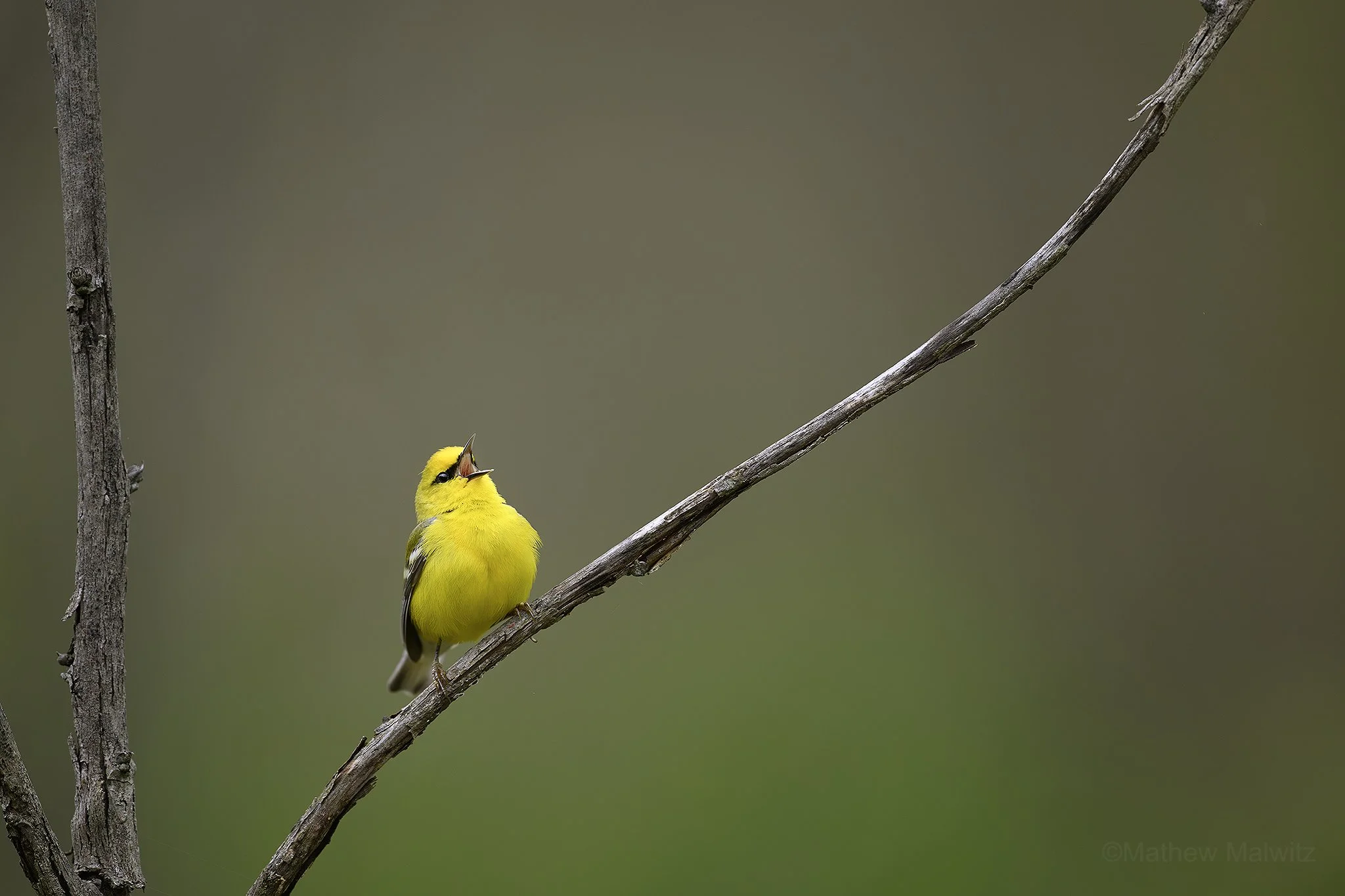 DZ9_7492-Enhanced-NR copy.jpg