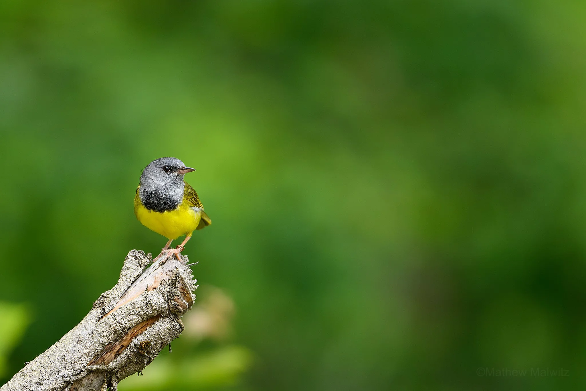 DSC_0748-Enhanced-NR-Edit copy.jpg