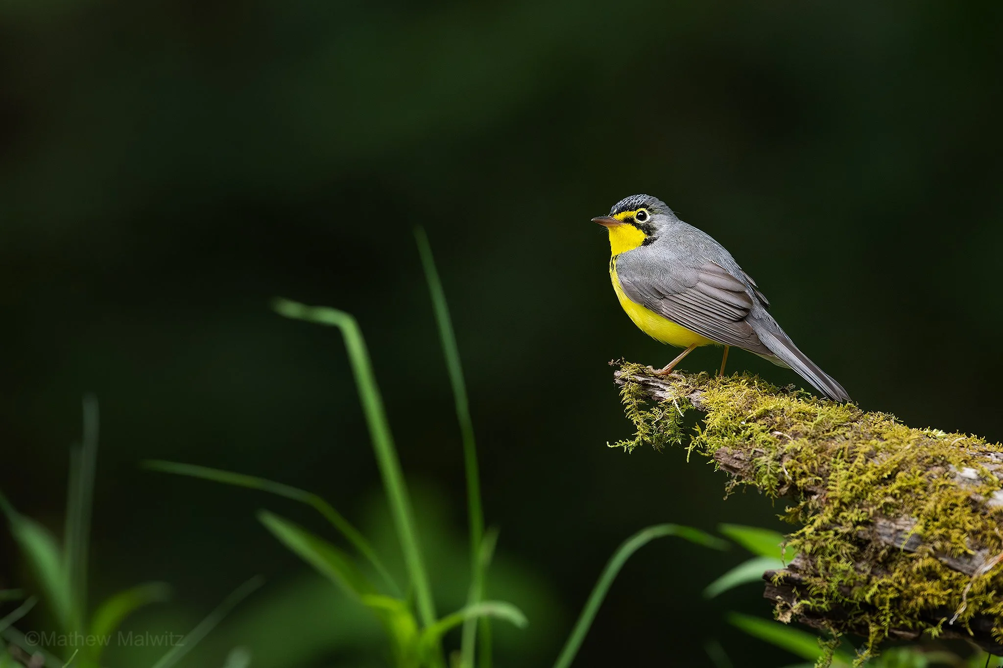 DZ9_0152-Enhanced-NR-Edit copy.jpg