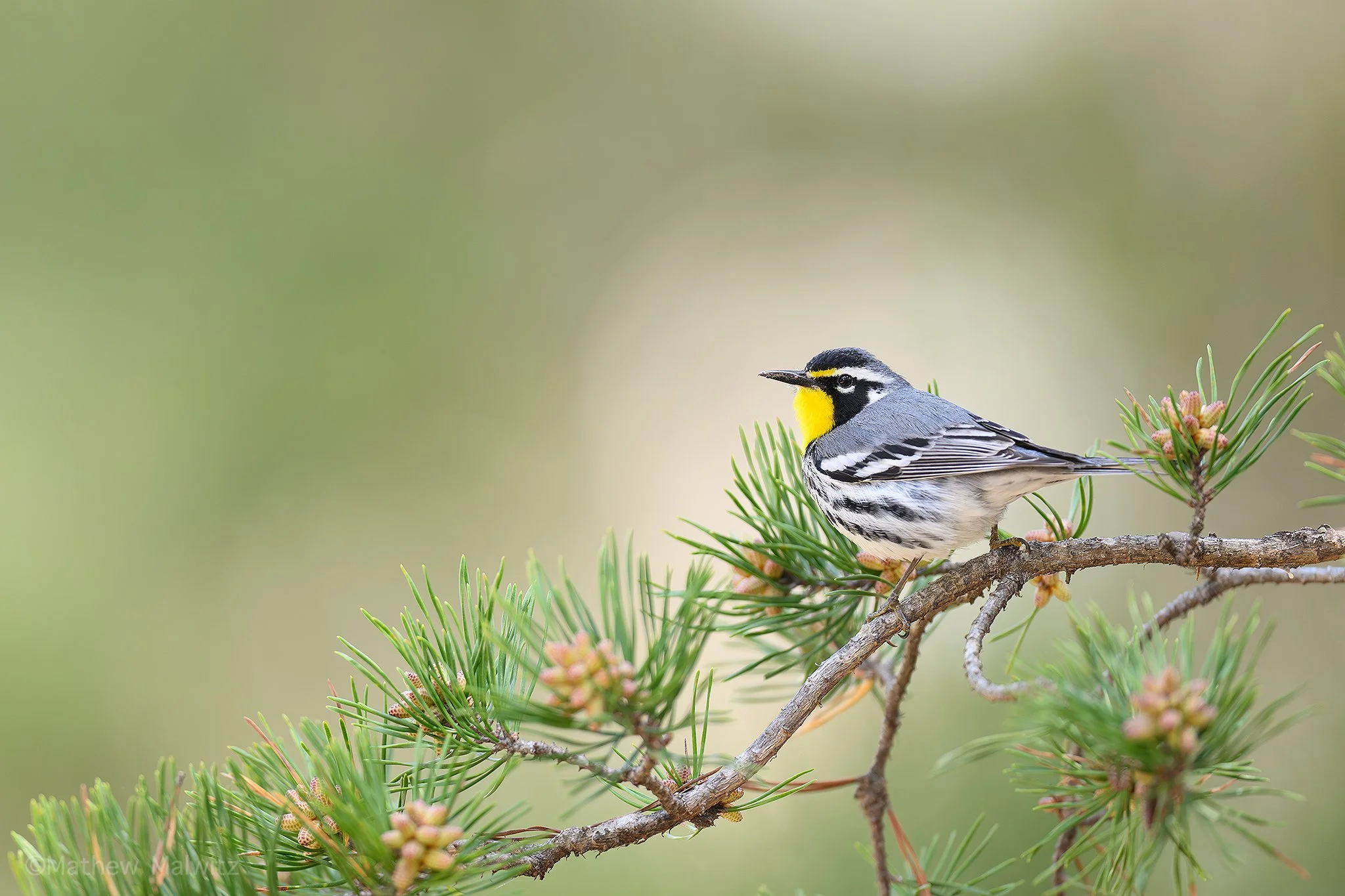 DSC_5360-Enhanced-NR-Edit copy.jpg