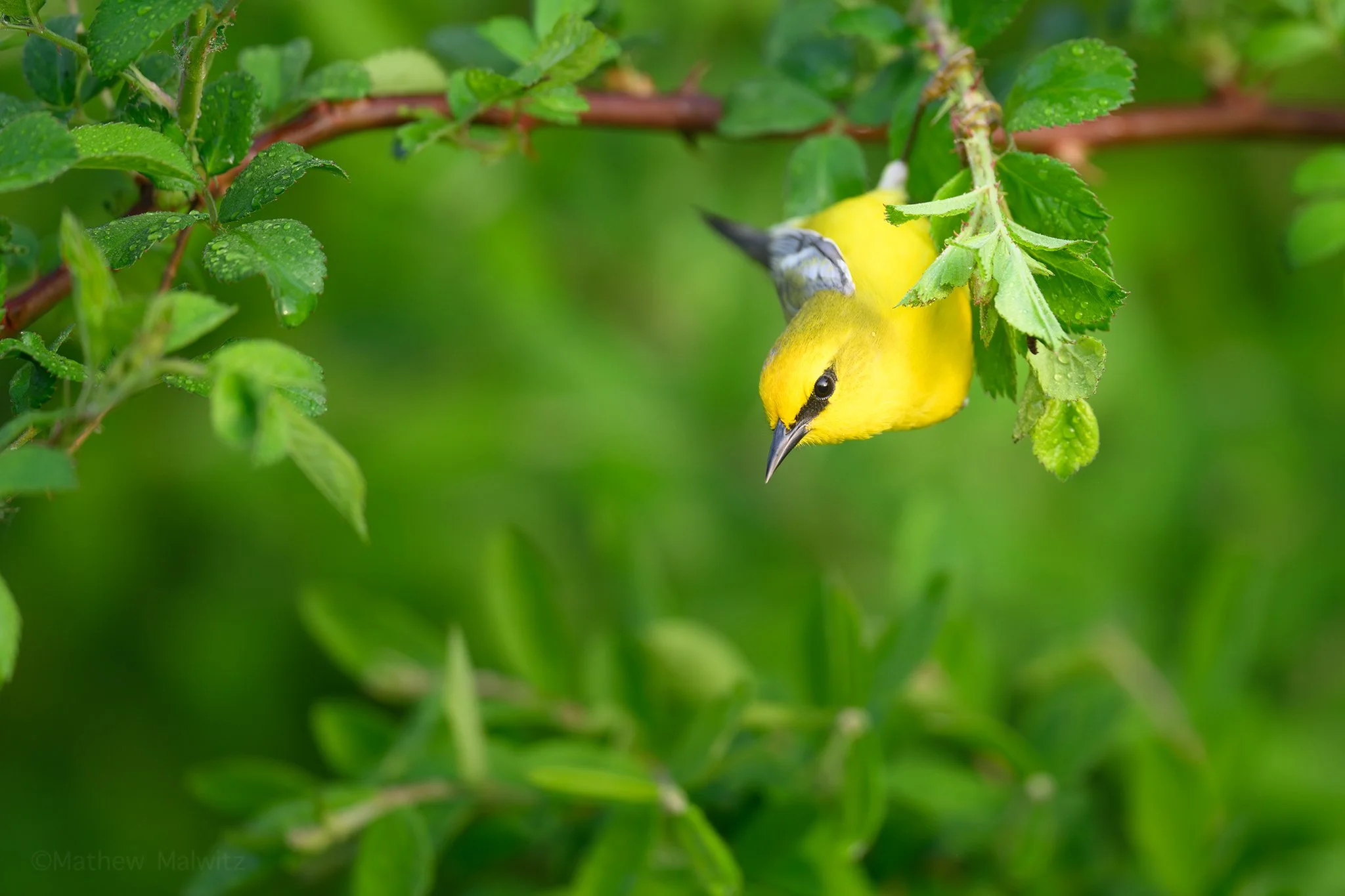 DSC_9477-Enhanced-NR-Edit copy.jpg