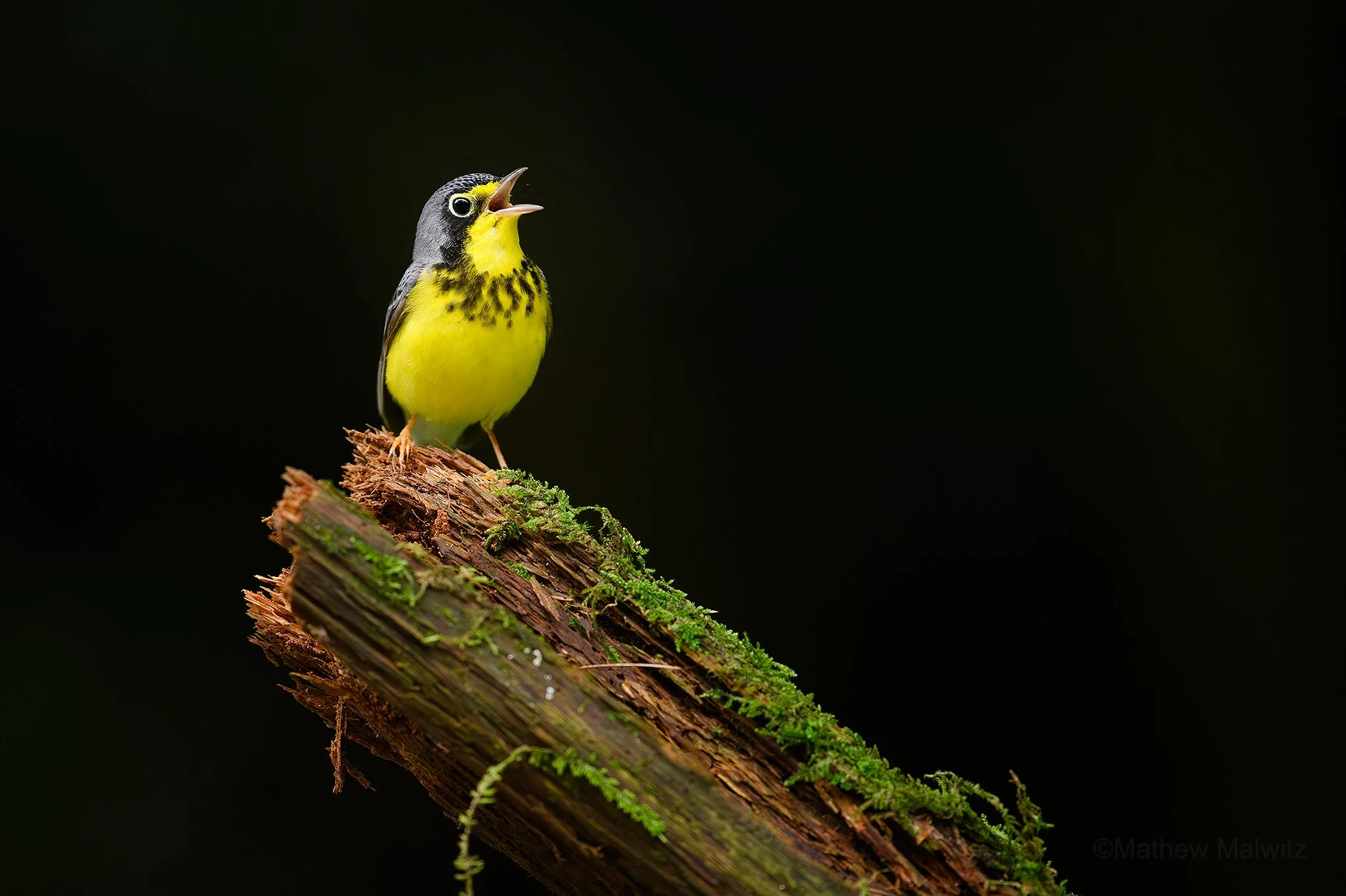 DSC_0206-Enhanced-NR-Edit copy.jpg