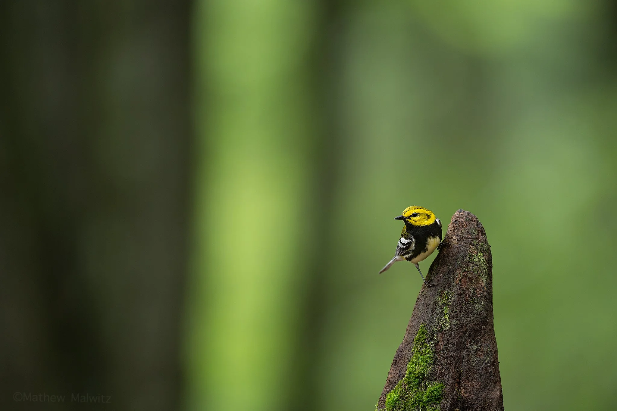 DSC_6791-Enhanced-NR-Edit copy.jpg