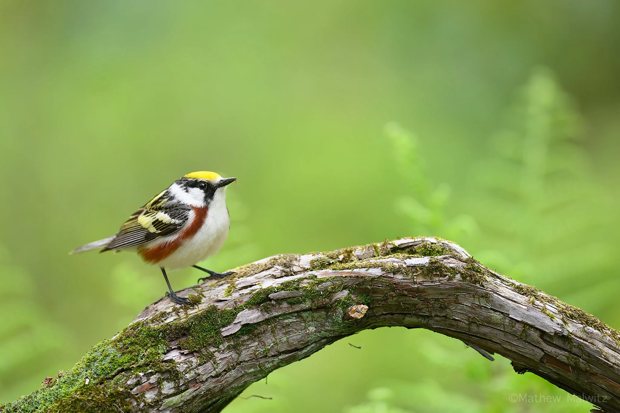 DSC_8861-Enhanced-NR-Edit copy.jpg