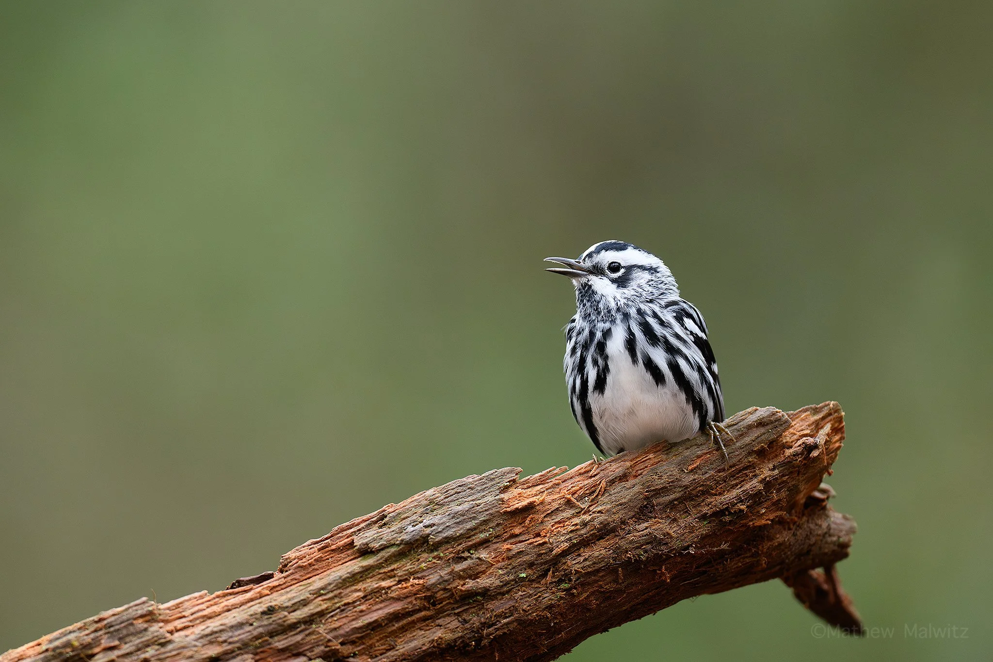 DSC_3736-Enhanced-NR-Edit copy.jpg