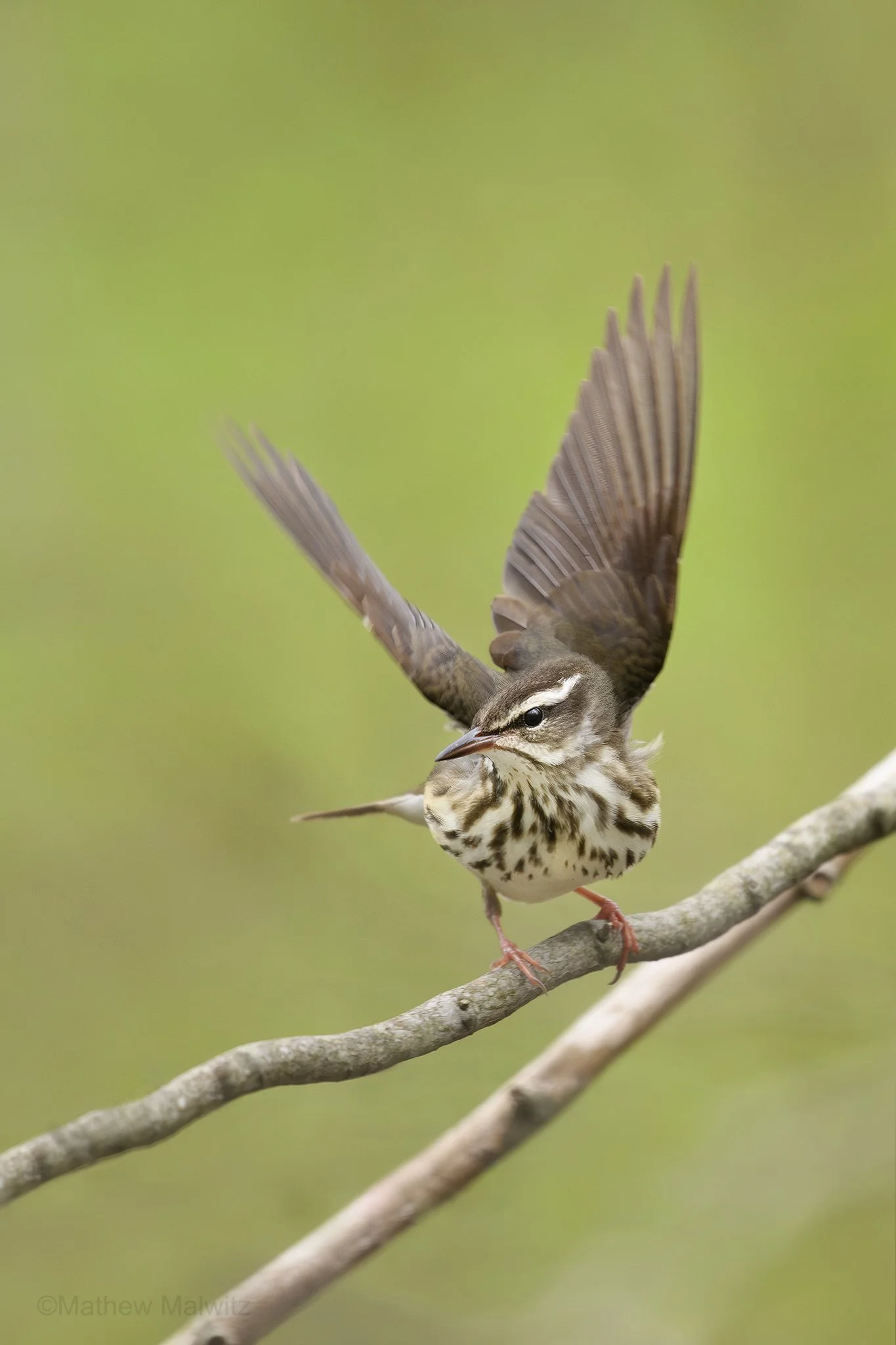 DSC_8696-Enhanced-NR-Edit copy.jpg