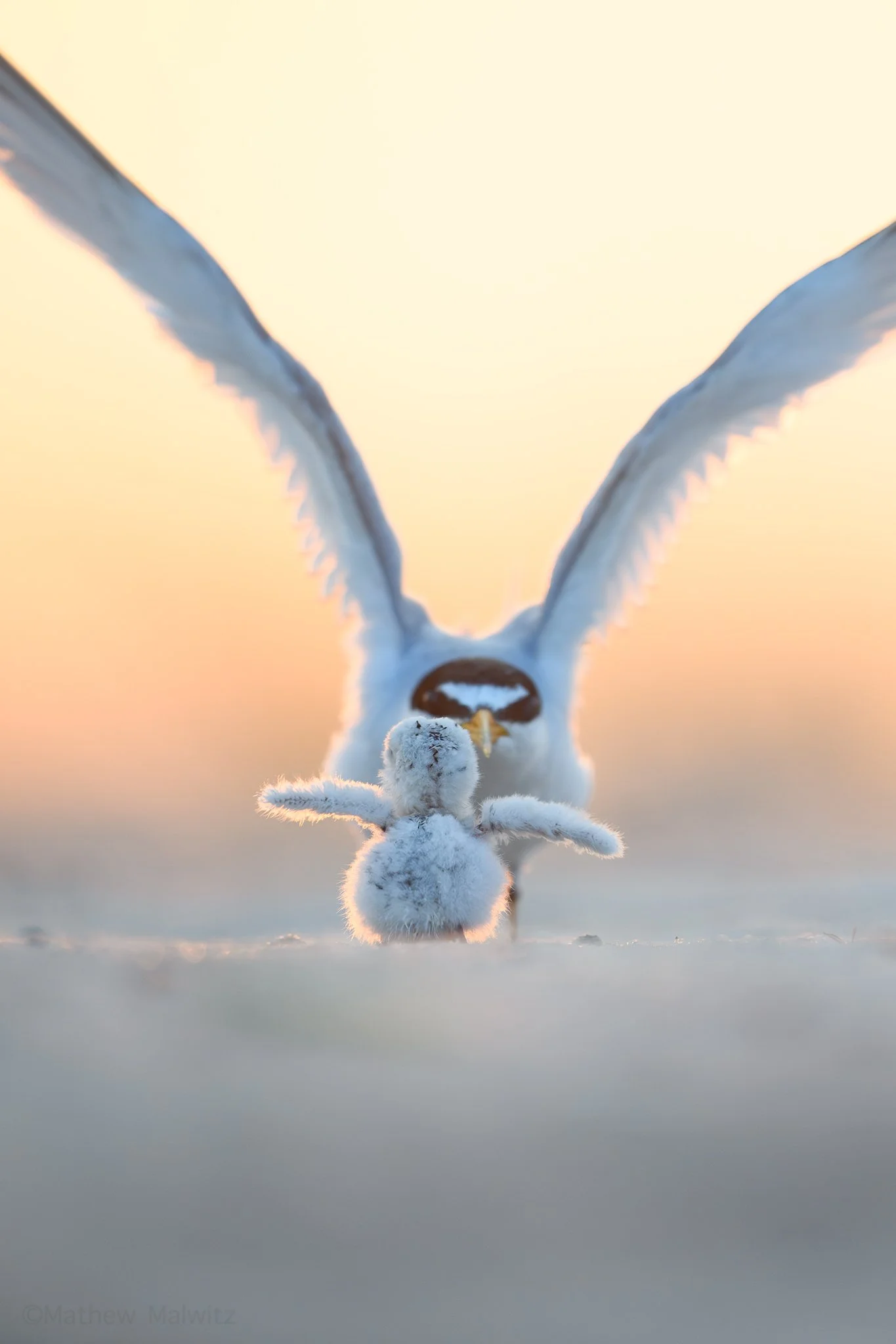 D85_3812-Edit-2 copy.jpg