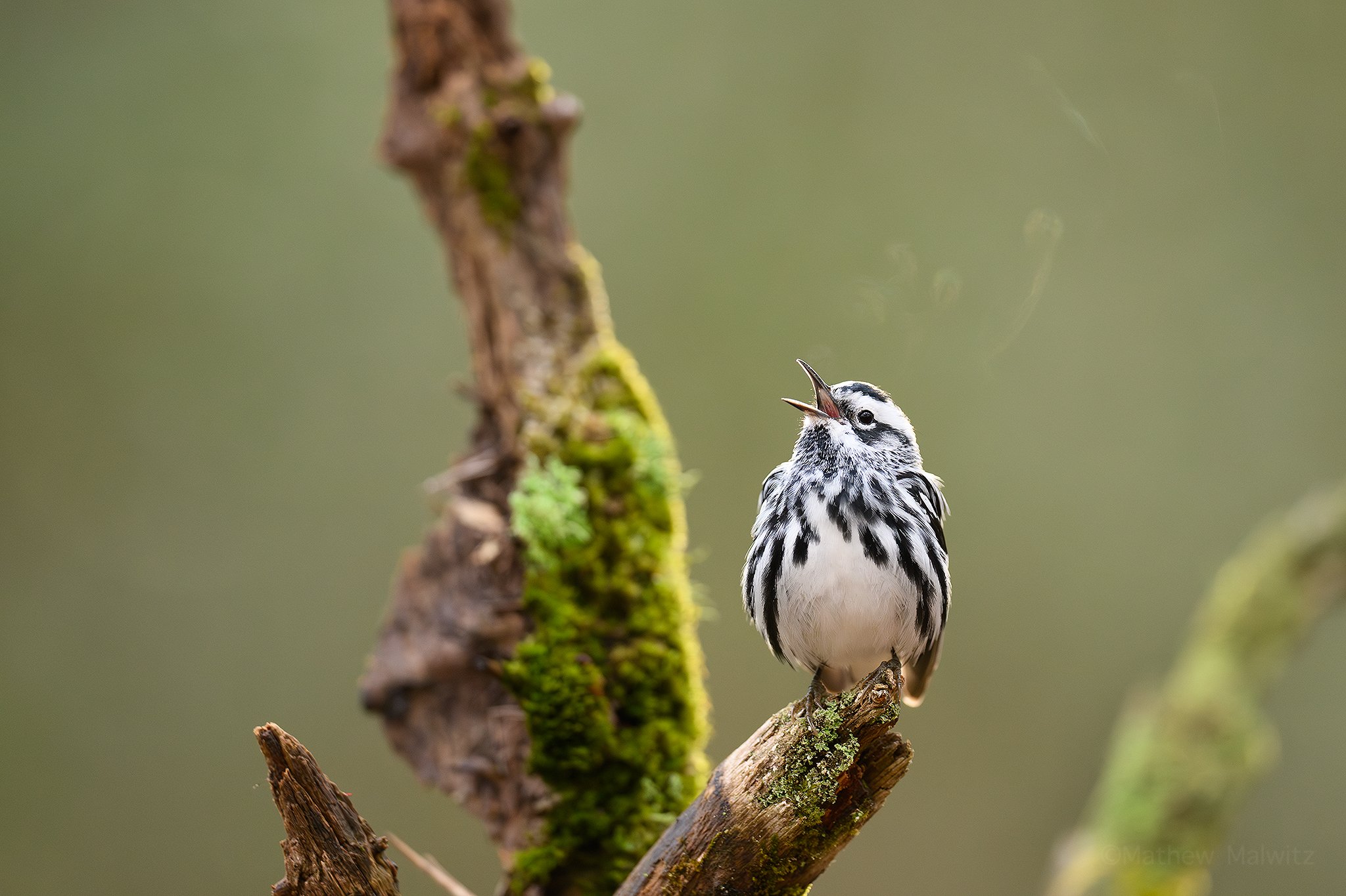 DSC_6740-Enhanced-NR-Edit copy.jpg