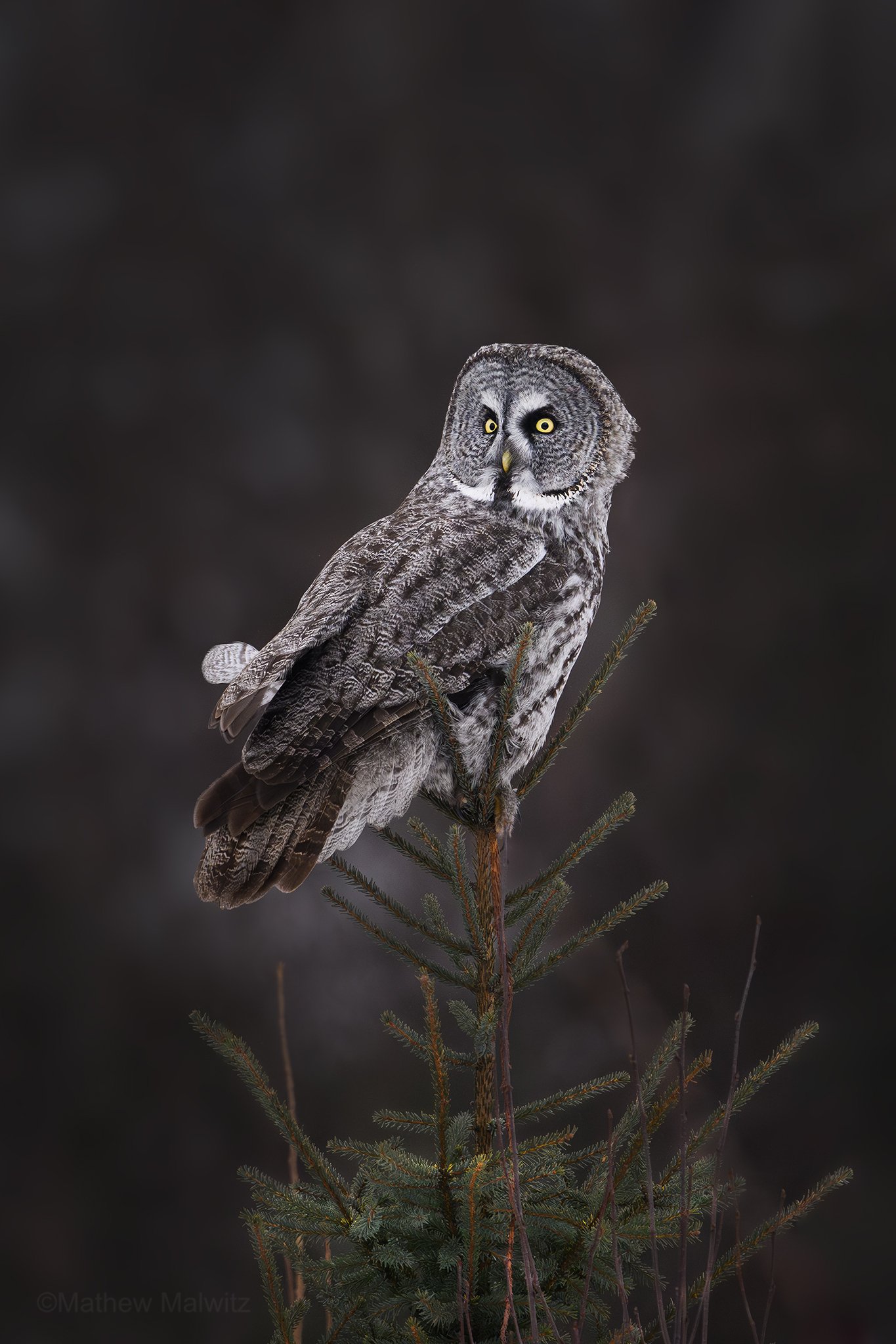 DSC_8478-Enhanced-NR-Edit-Edit copy.jpg