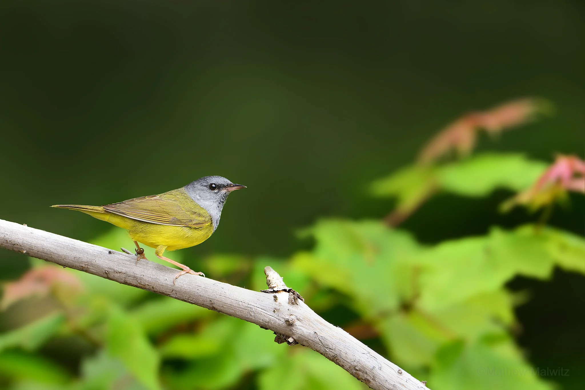 DSC_9910-Enhanced-NR-Edit copy.jpg