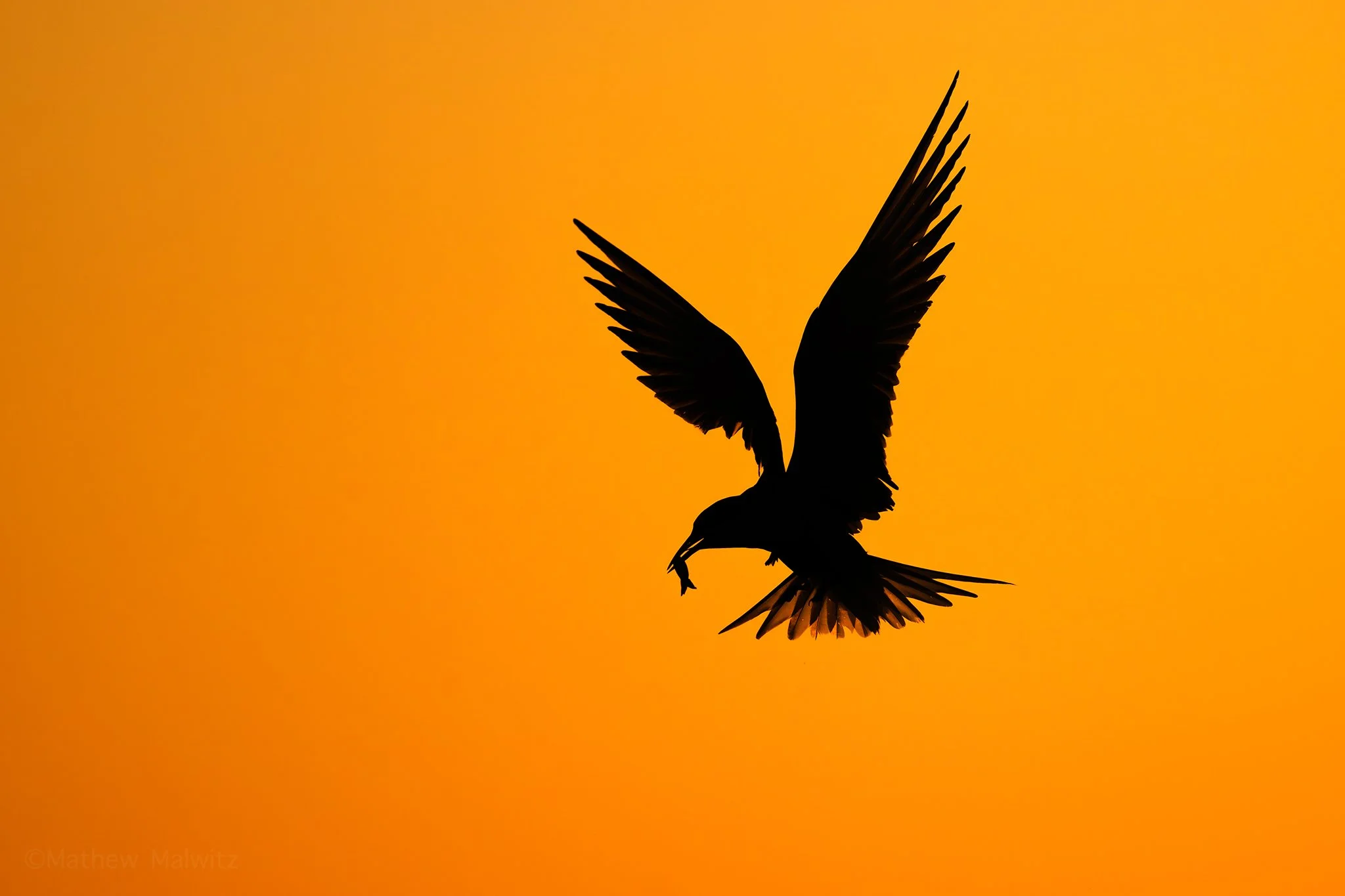 DSC_4527-Edit copy.jpg