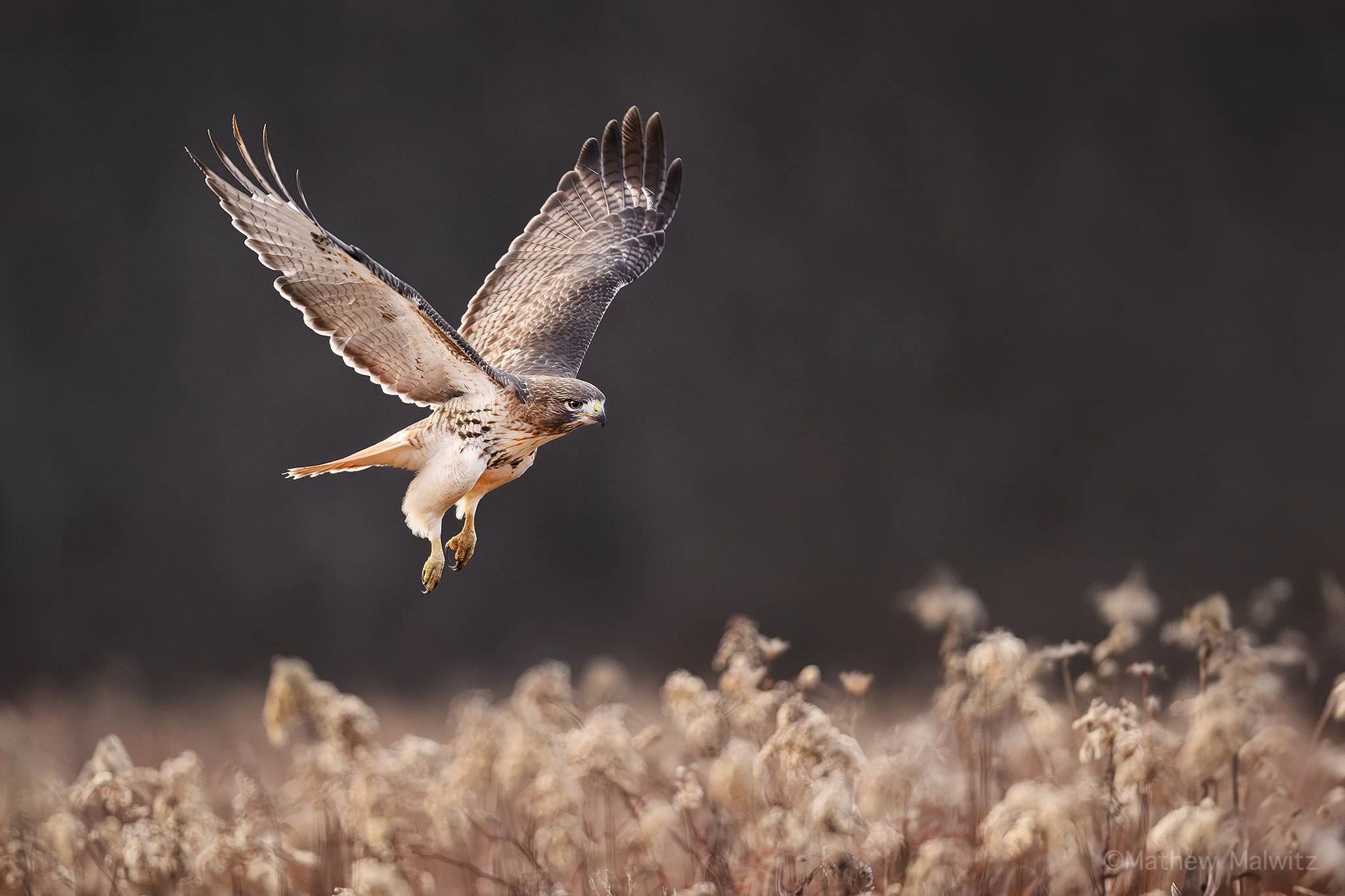 DSC_8458-Enhanced-NR-Edit copy.jpg