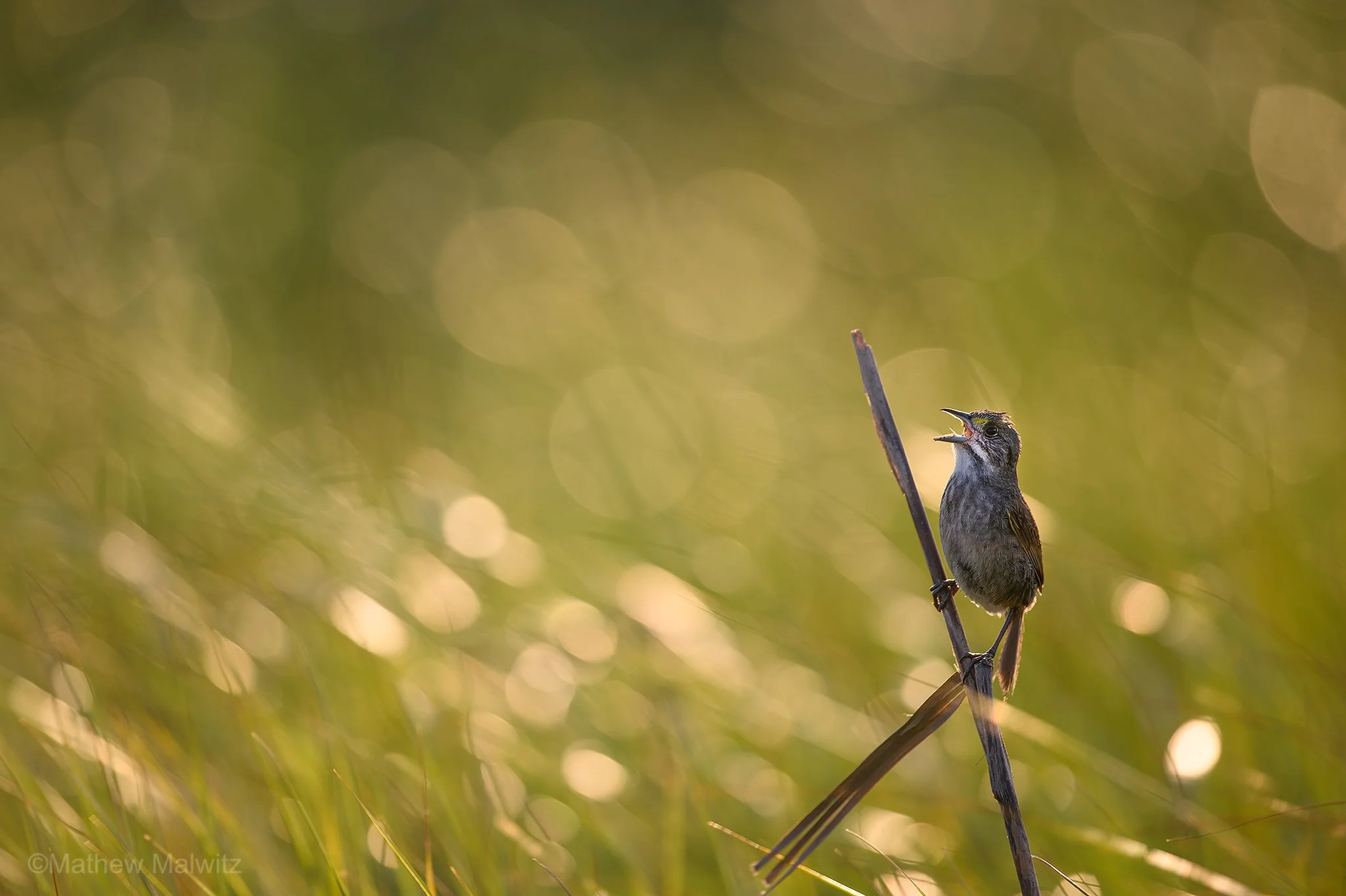 DZ9_6327-Enhanced-NR-Edit copy.jpg