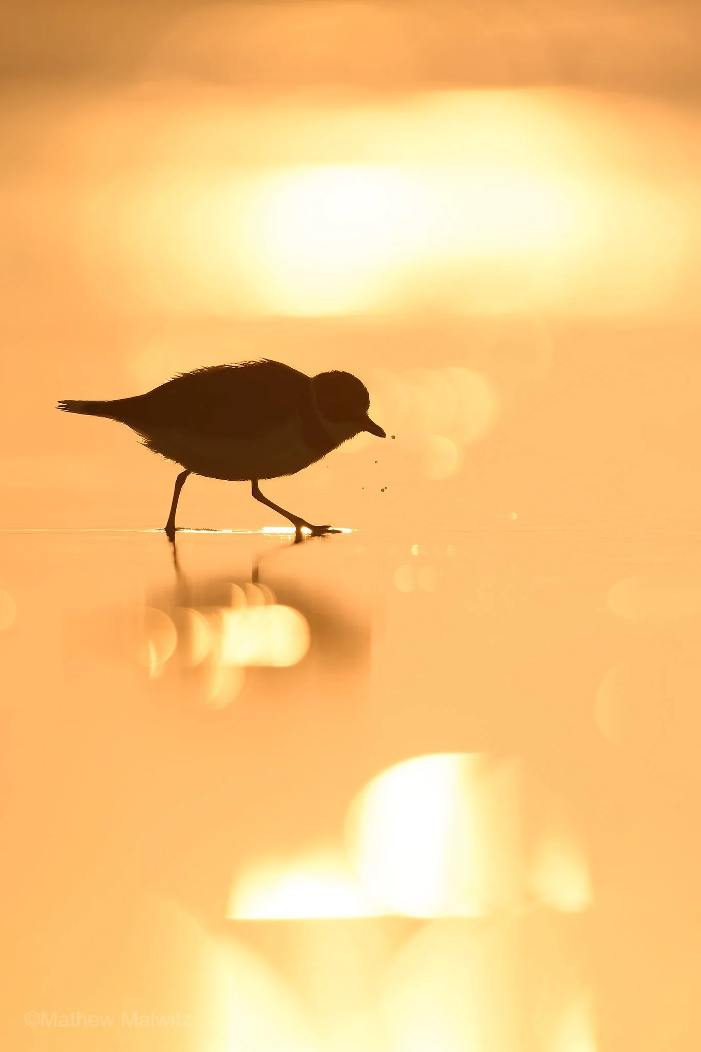 DZ9_8102-Enhanced-NR copy 2.jpg