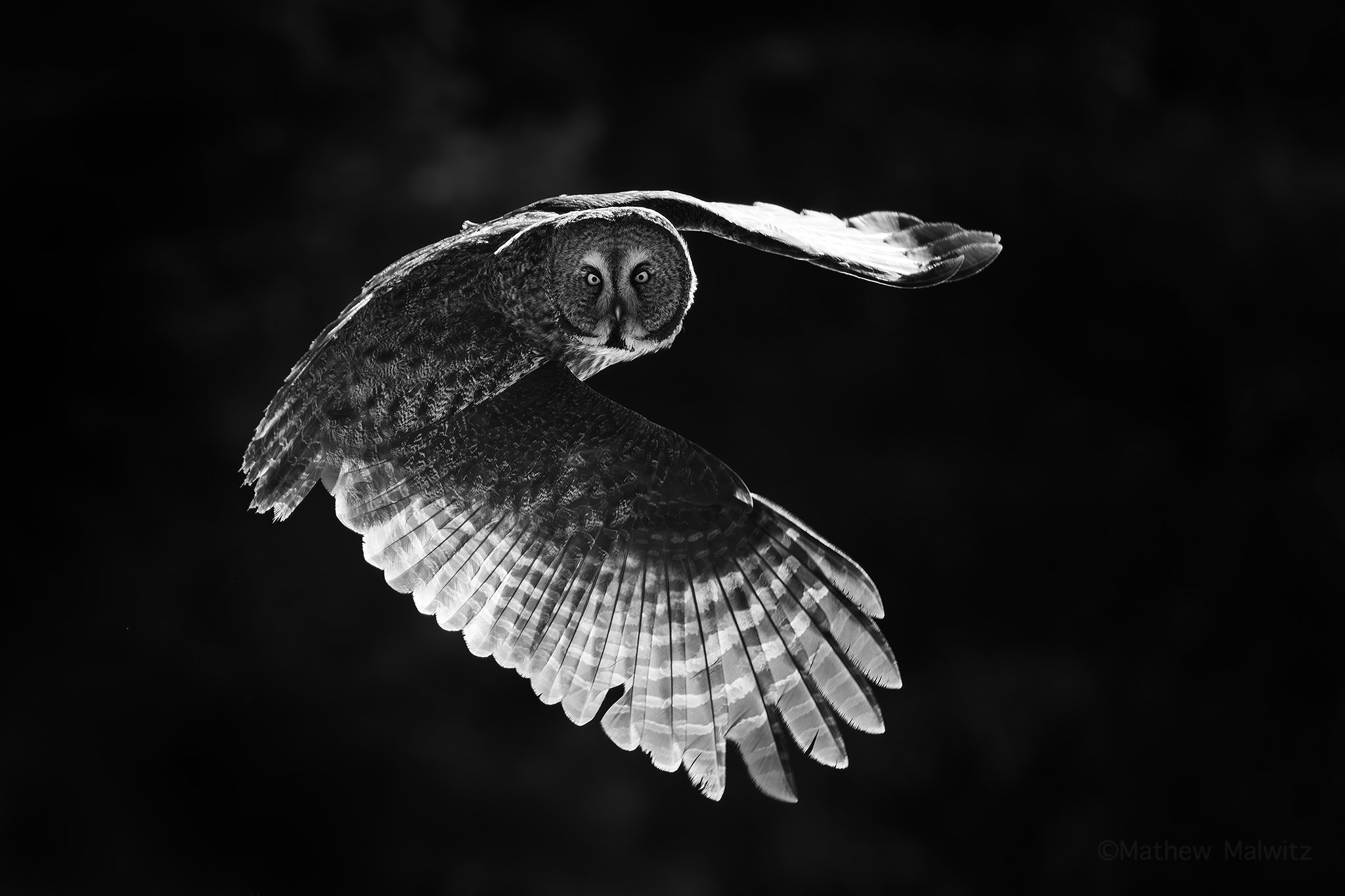 DSC_5888-Enhanced-NR-Edit copy.jpg